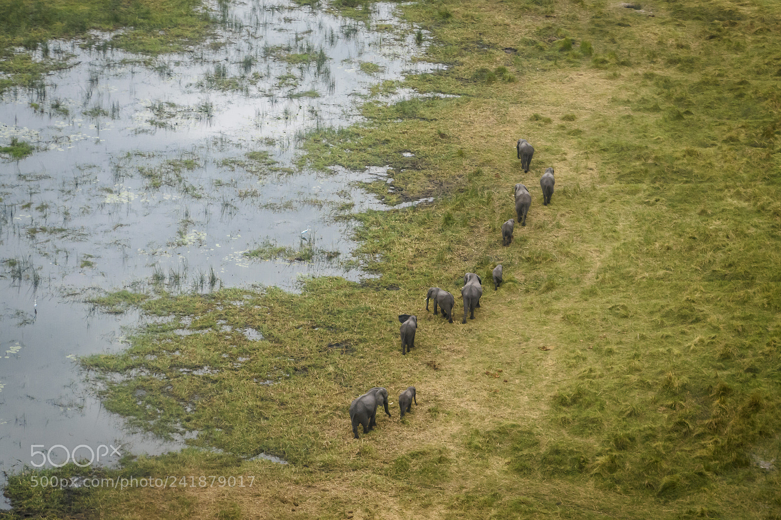 Nikon D7200 sample photo. A herd from above photography