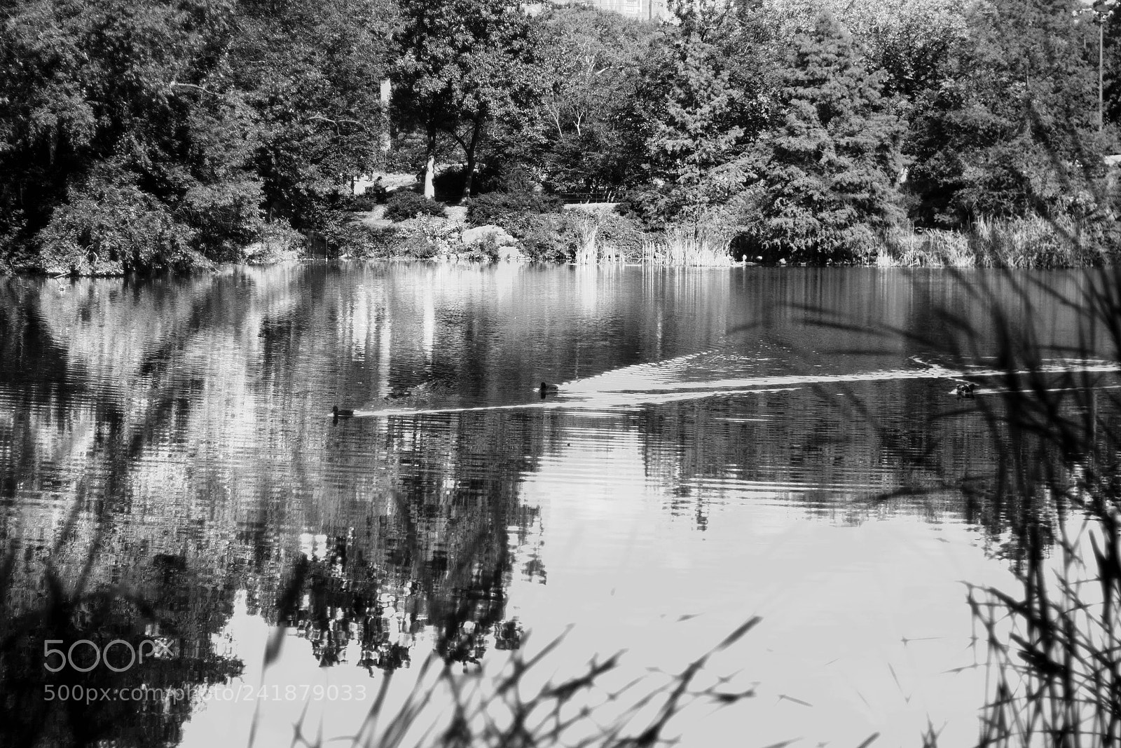 Canon EOS 1200D (EOS Rebel T5 / EOS Kiss X70 / EOS Hi) sample photo. Central park1.jpg photography