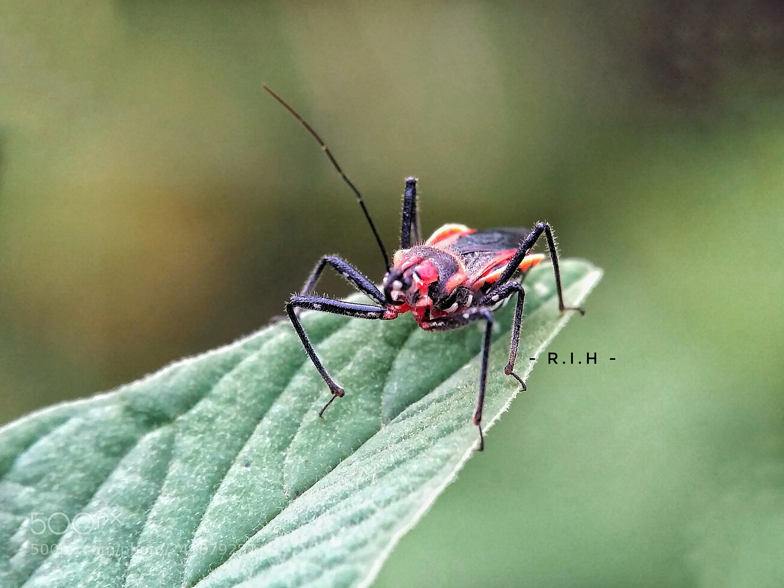 Xiaomi Redmi 3S sample photo. Untitled photography