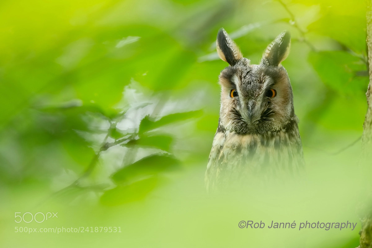 Nikon D4S sample photo. Long-eared owl photography