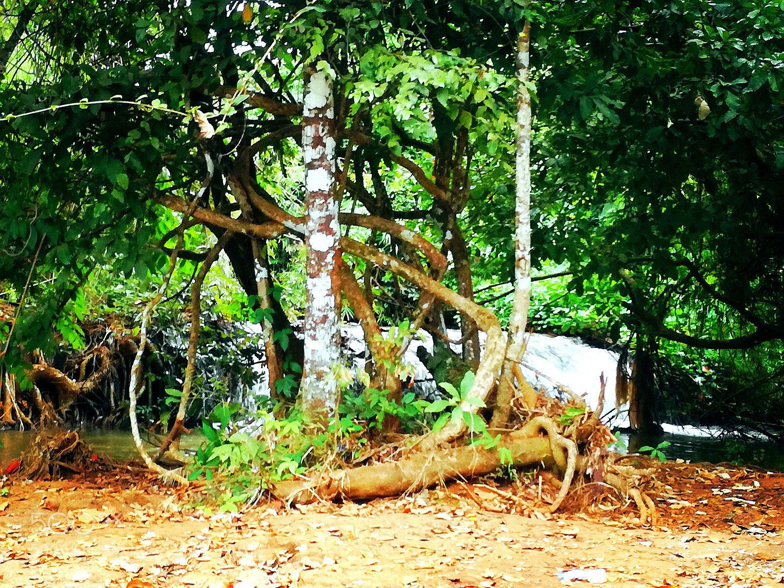 HUAWEI P9 LITE sample photo. Intertwined trees and creeping photography