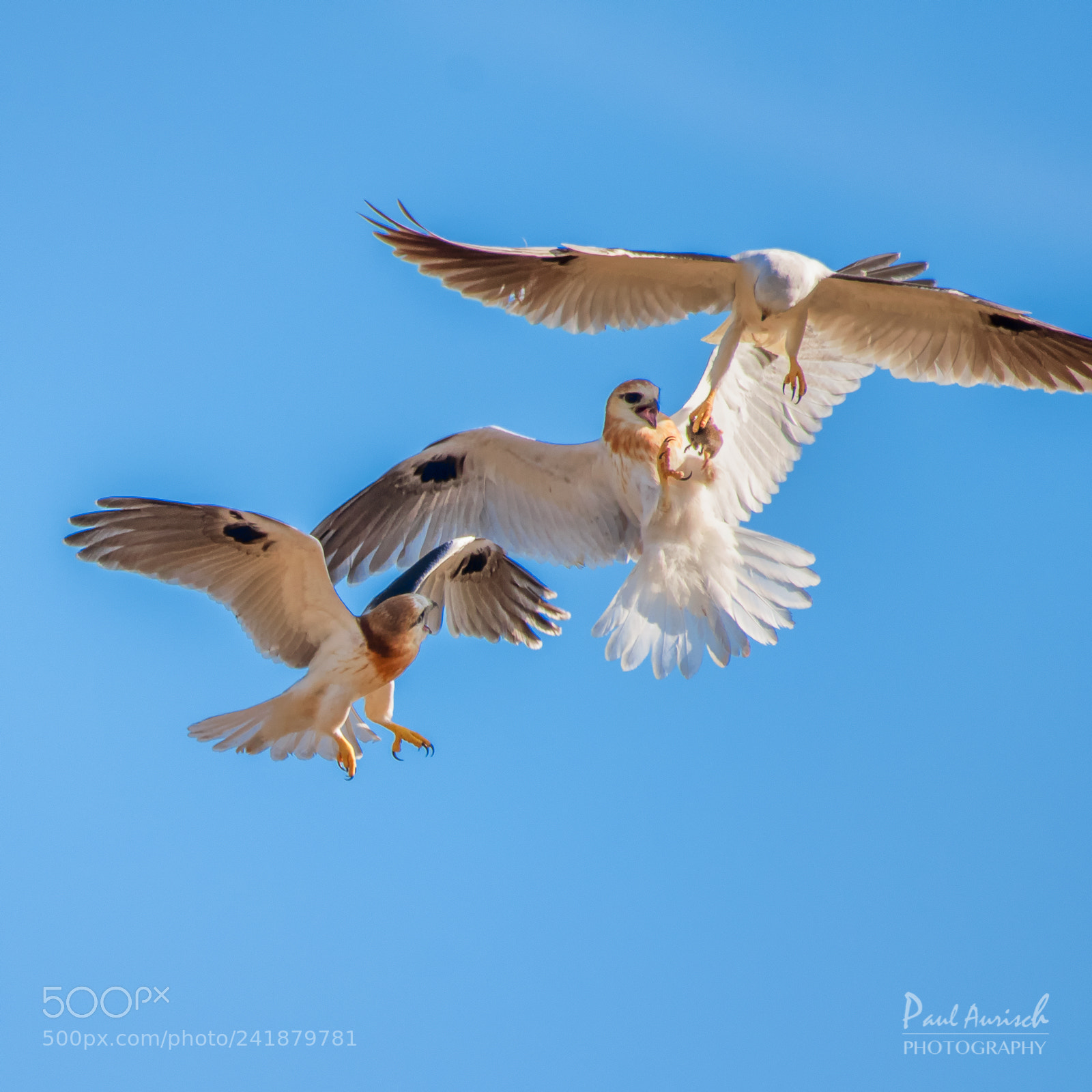 Nikon D500 sample photo. Black-shouldered kite photography