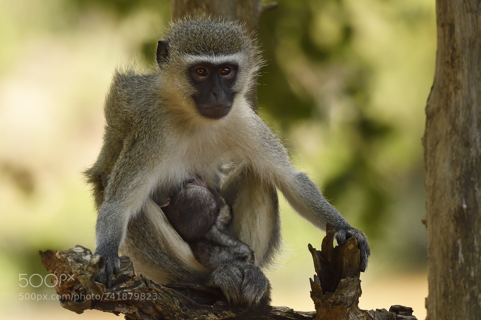Nikon D500 sample photo. Green meerkat photography