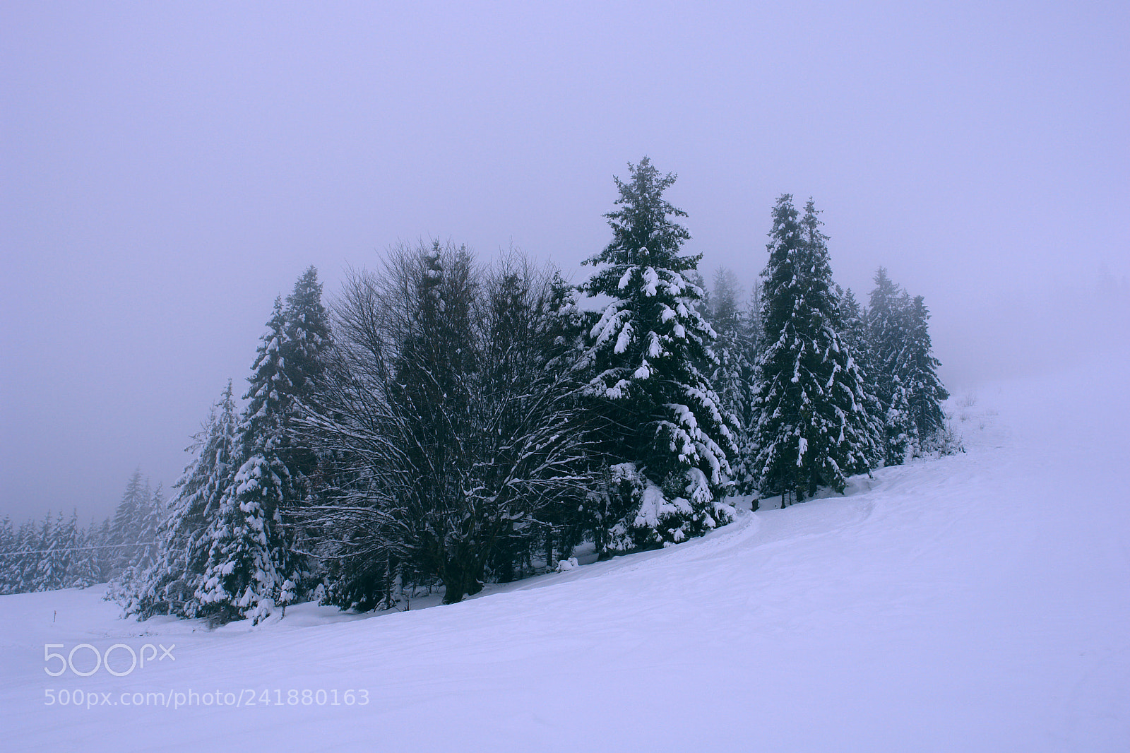 Sony DSC-R1 sample photo. Morning carpathians photography