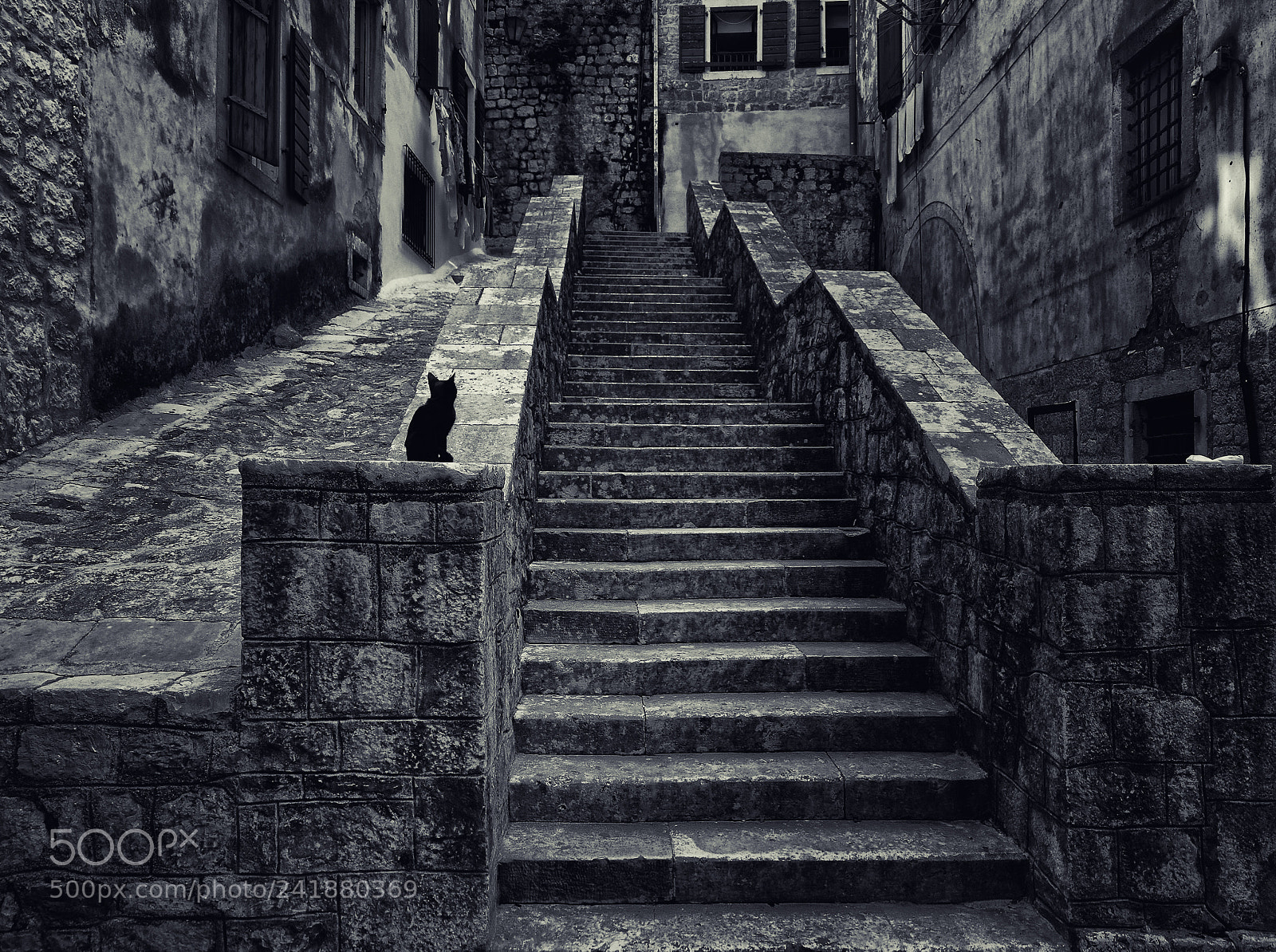 Nikon D200 sample photo. Black cat on stone photography