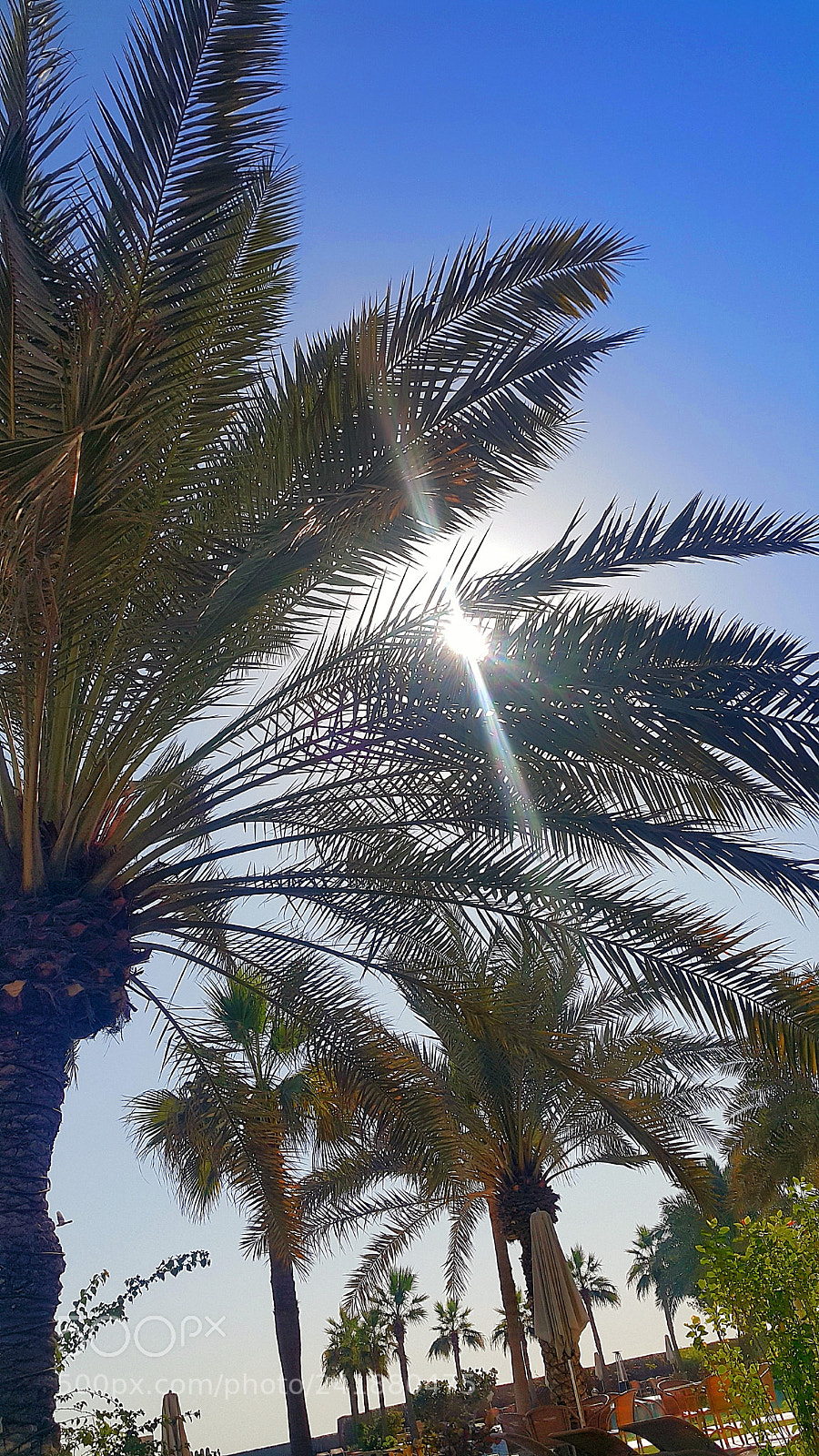Samsung Galaxy Note4 sample photo. Palms photography