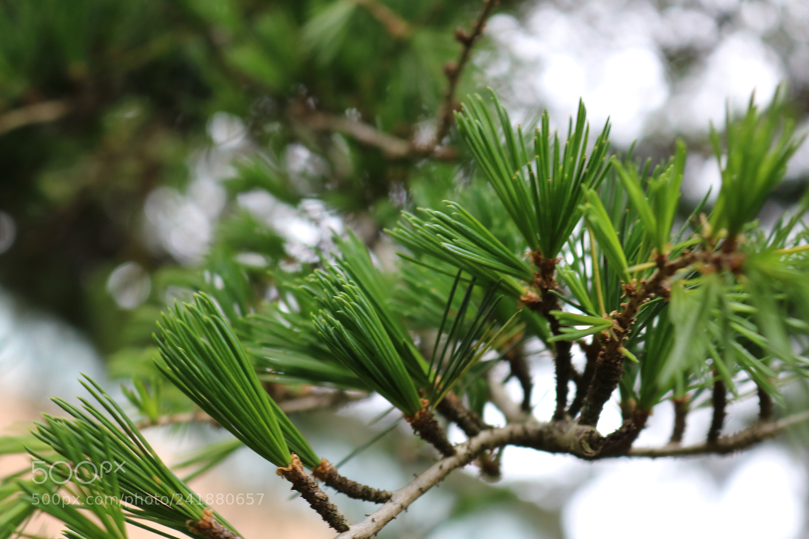 Canon EOS 750D (EOS Rebel T6i / EOS Kiss X8i) sample photo. Img photography