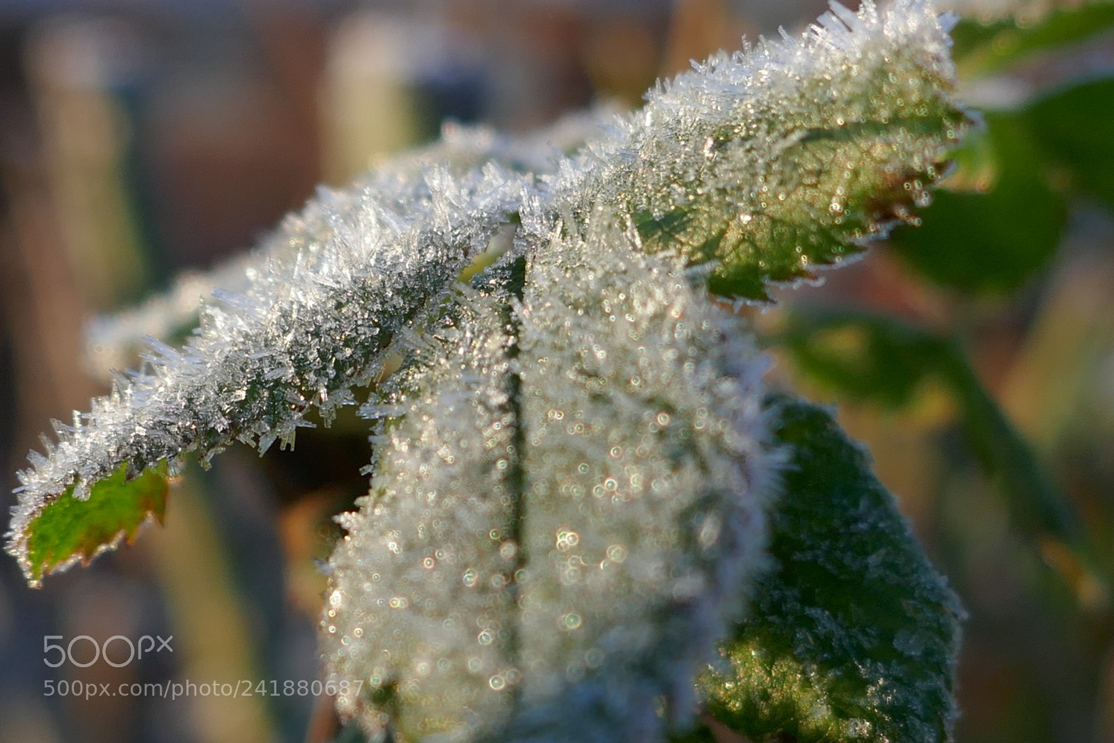 Panasonic Lumix DMC-ZS100 (Lumix DMC-TZ100) sample photo. Frosty green leaf photography
