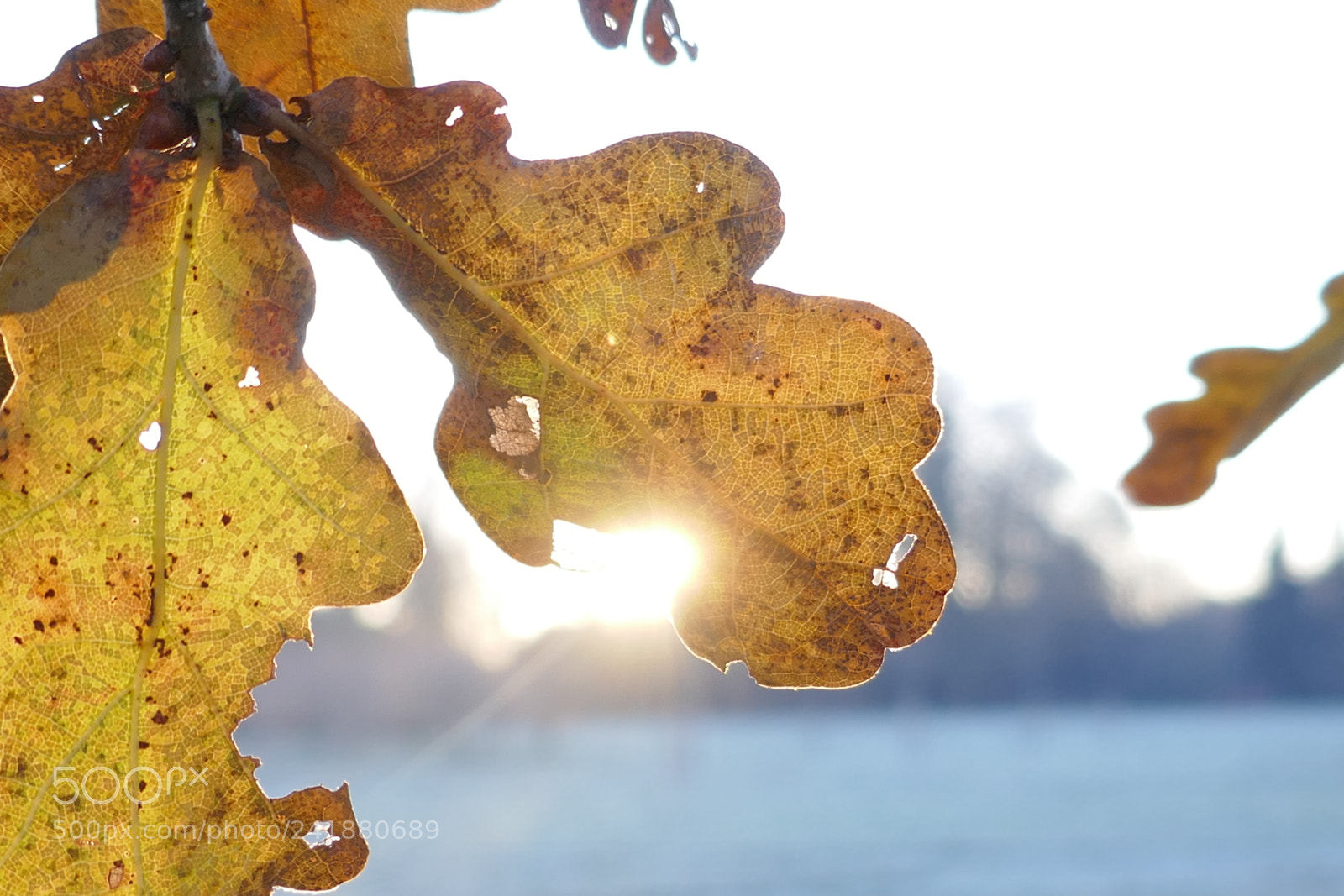 Panasonic Lumix DMC-ZS100 (Lumix DMC-TZ100) sample photo. Sun through a leaf photography