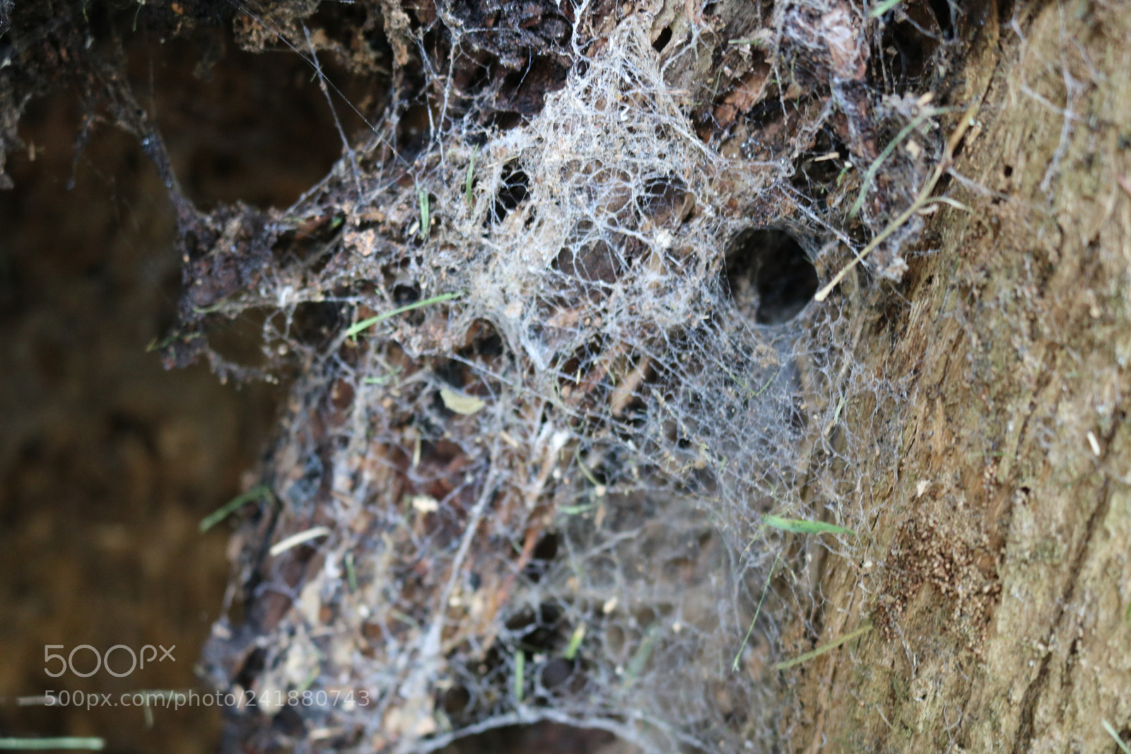 Canon EOS 750D (EOS Rebel T6i / EOS Kiss X8i) sample photo. Img photography