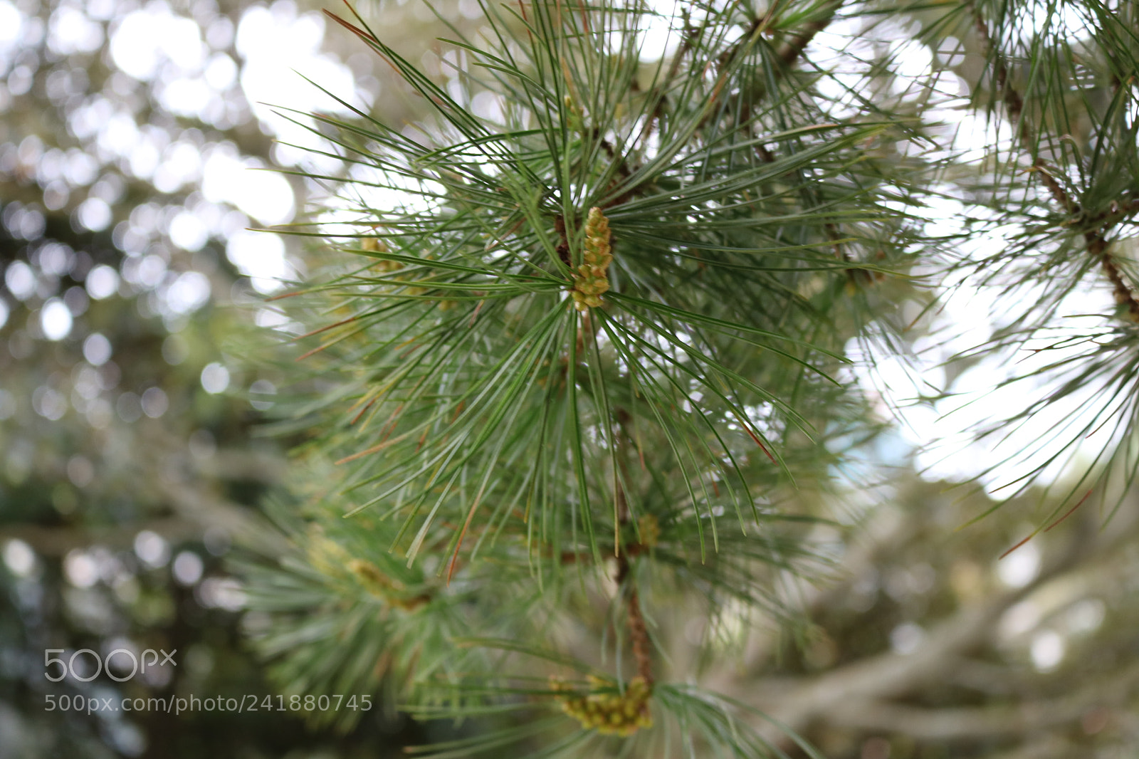 Canon EOS 750D (EOS Rebel T6i / EOS Kiss X8i) sample photo. Img photography