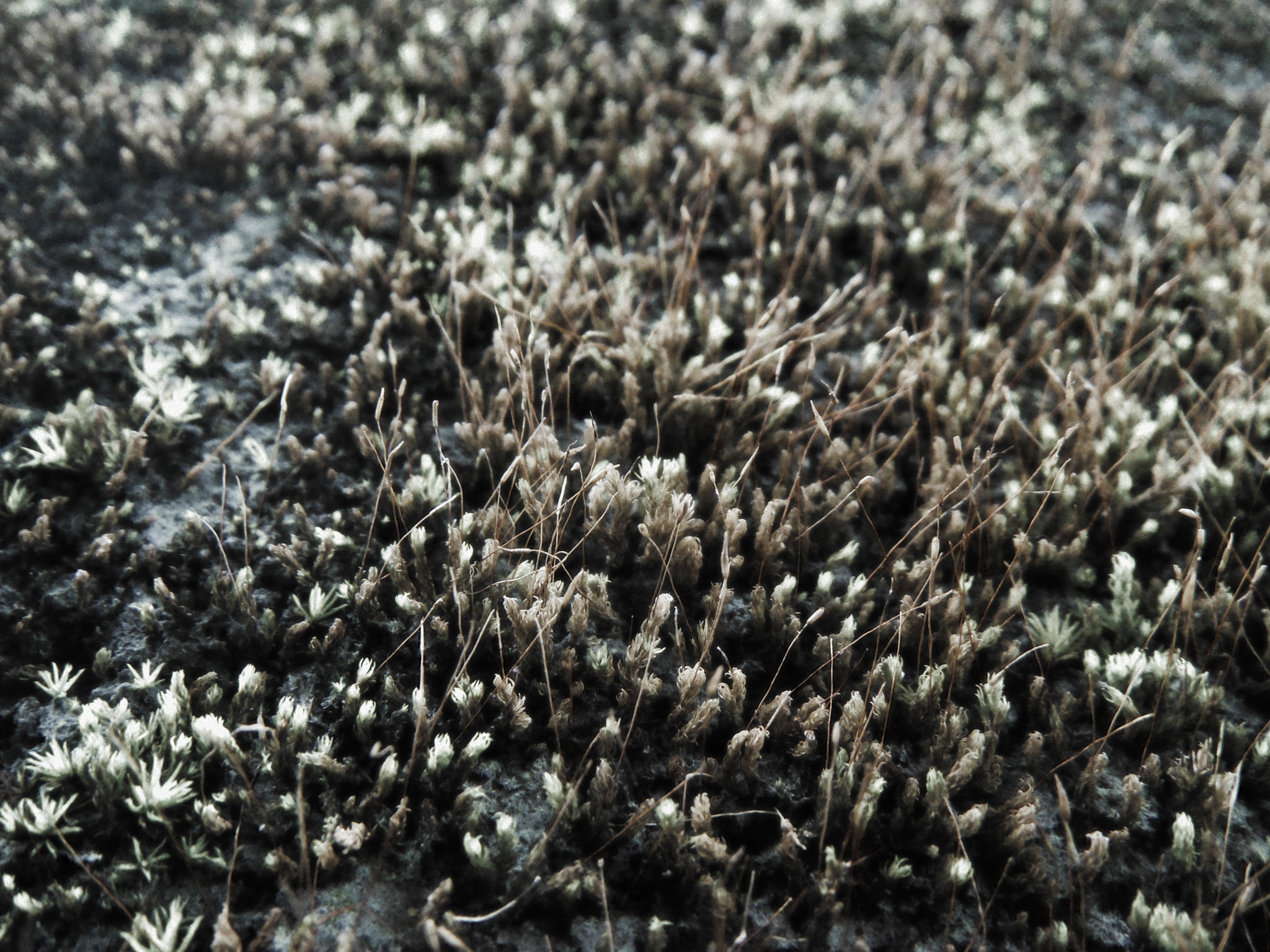 FujiFilm Finepix Z90 (Finepix Z91) sample photo. Moss in winter photography