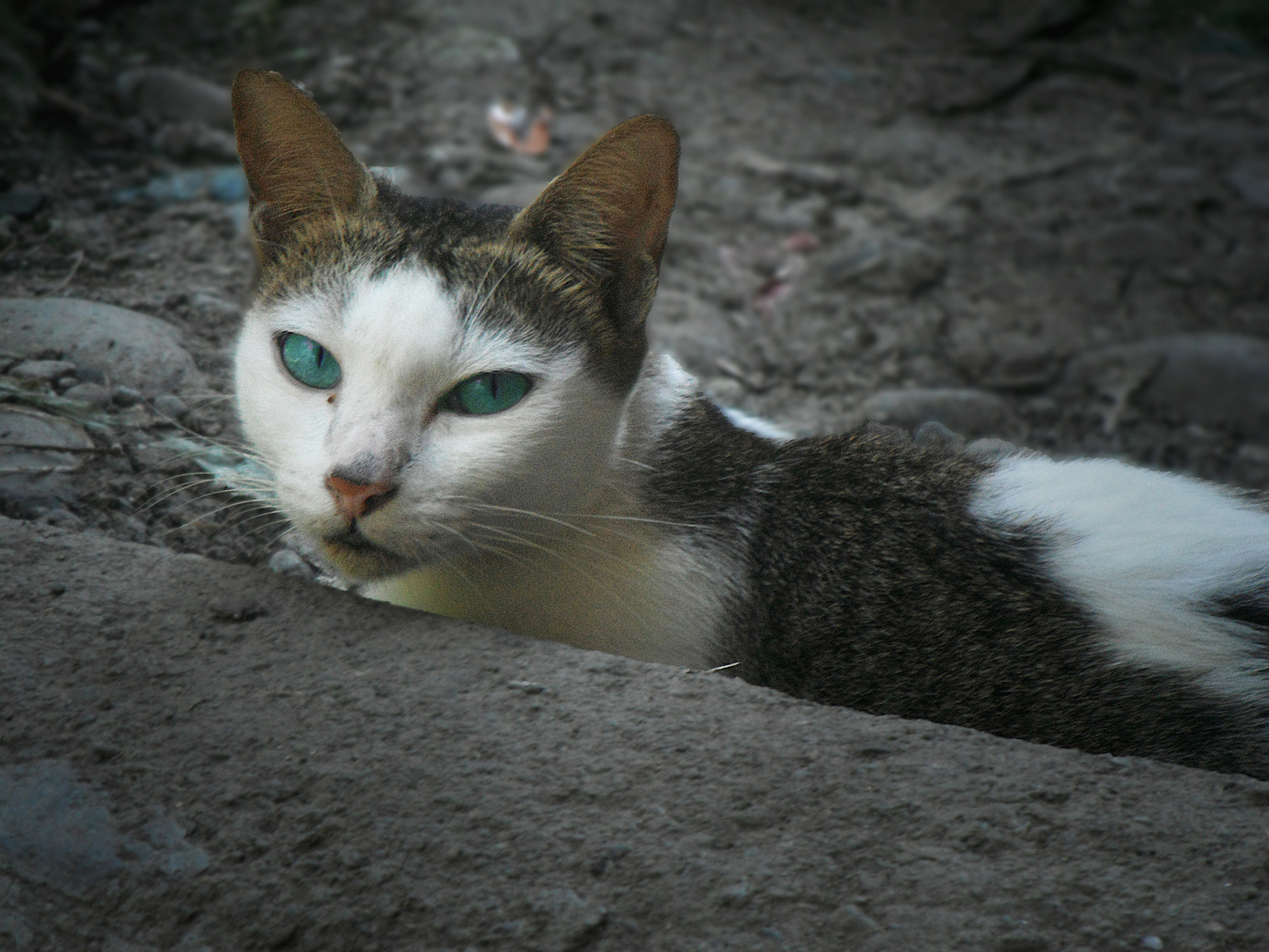 FujiFilm Finepix Z90 (Finepix Z91) sample photo. Blue-eyed cat photography