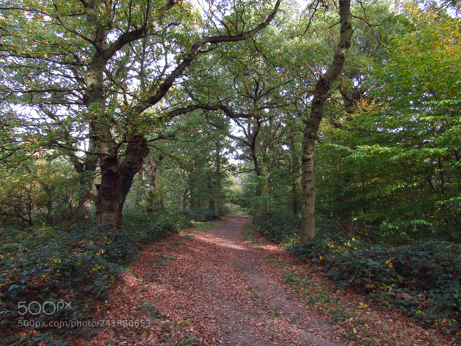 Canon PowerShot SX410 IS sample photo. Thundersley glen, essex photography