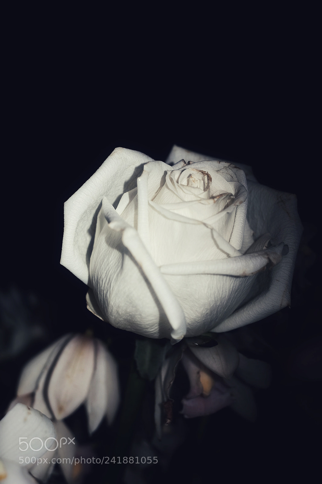 Fujifilm X-E2 sample photo. Rose in a vase photography