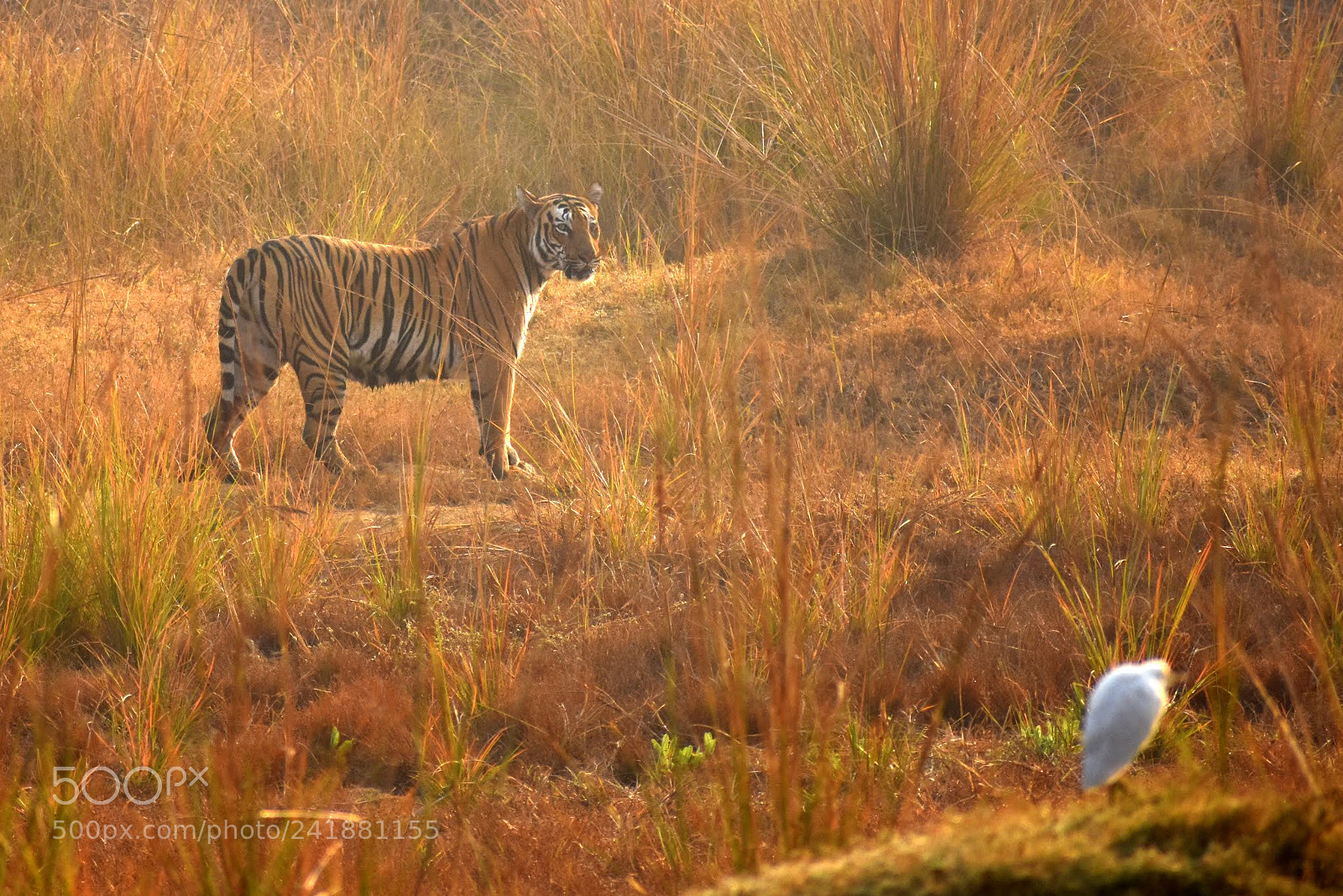 Nikon D7200 sample photo. Untitled photography