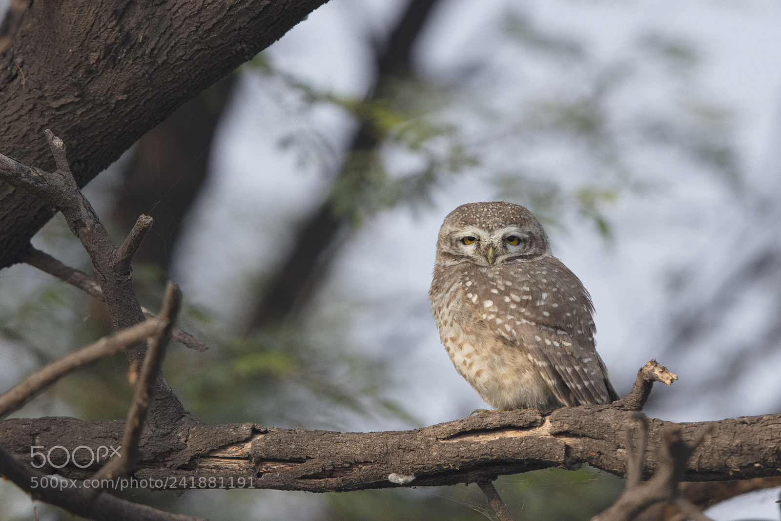 Canon EOS 5DS R sample photo. Spotted owl. photography