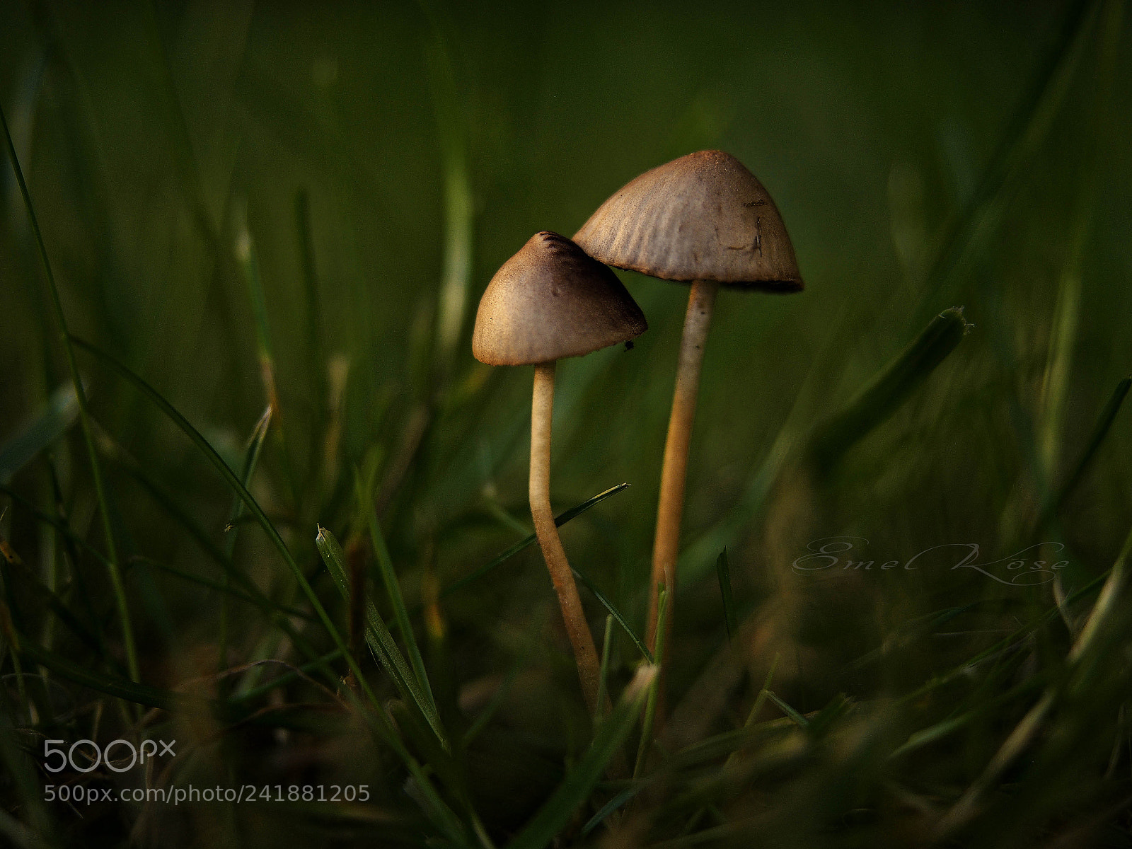 Olympus OM-D E-M5 sample photo. Two mushrooms photography