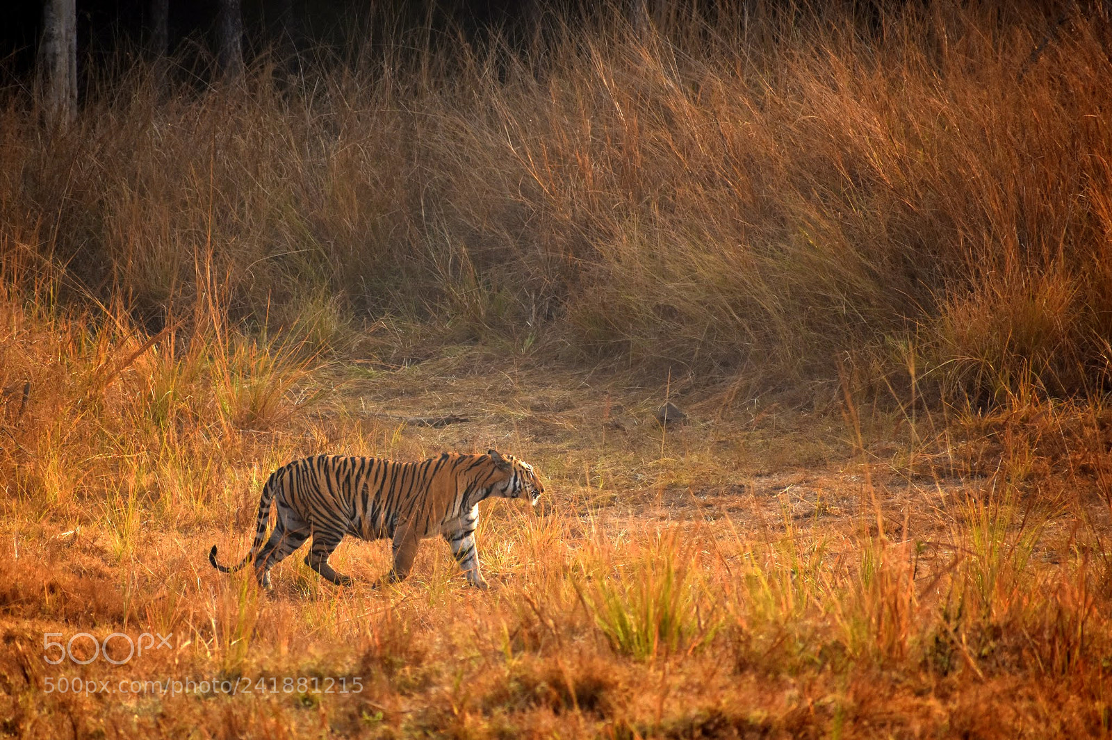 Nikon D7200 sample photo. Untitled photography