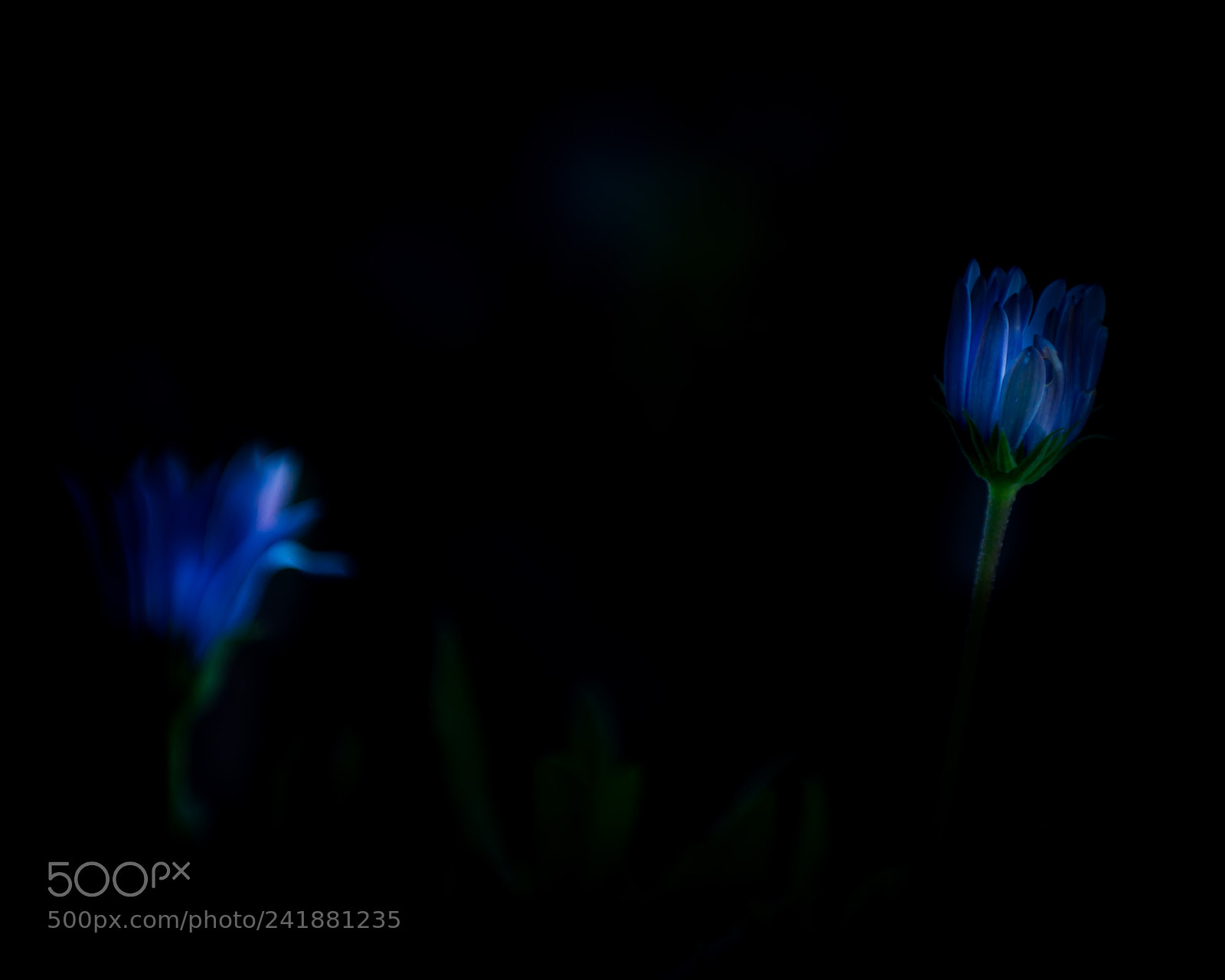 Nikon D800 sample photo. Two flowers photography