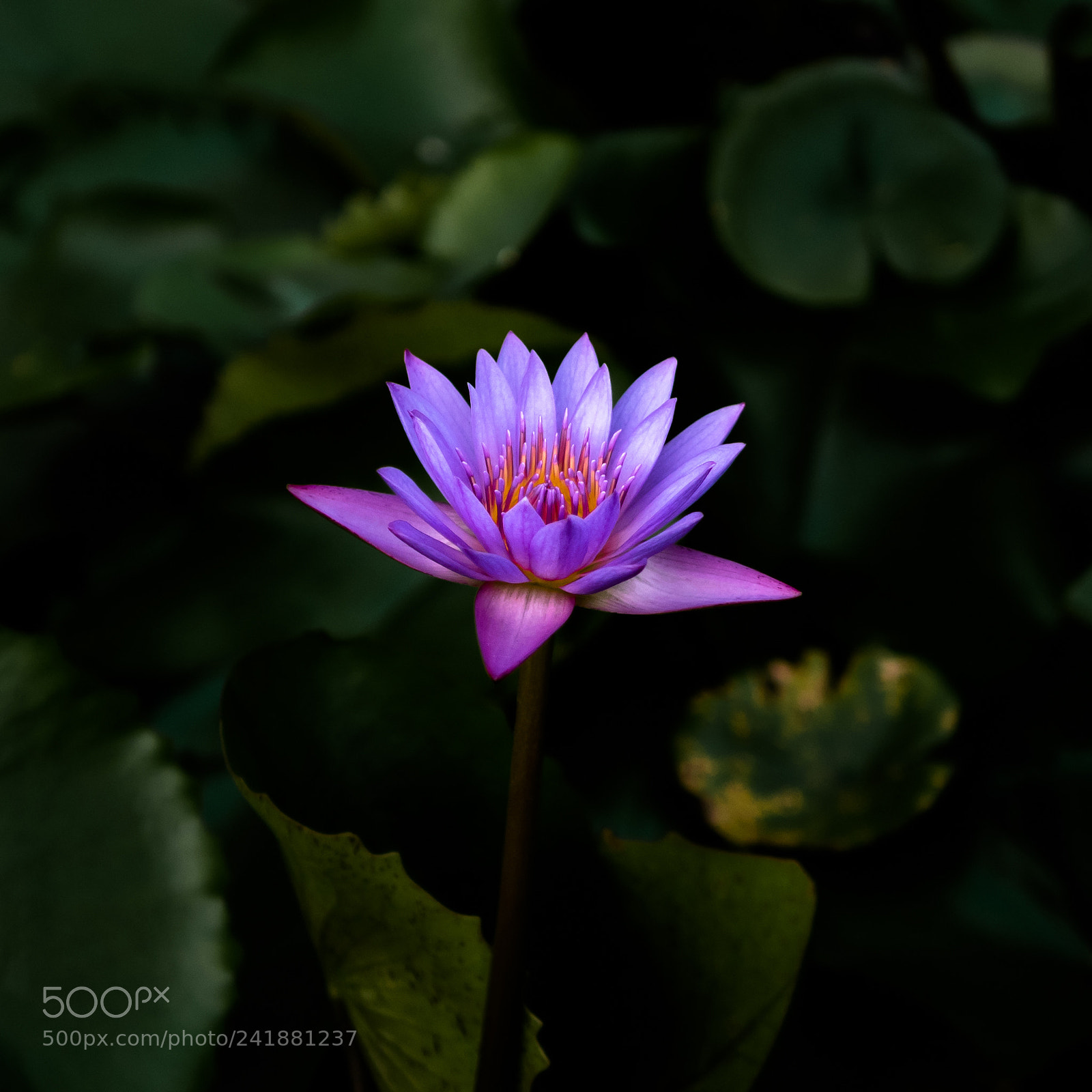 Panasonic Lumix DMC-GX85 (Lumix DMC-GX80 / Lumix DMC-GX7 Mark II) sample photo. Awakening photography
