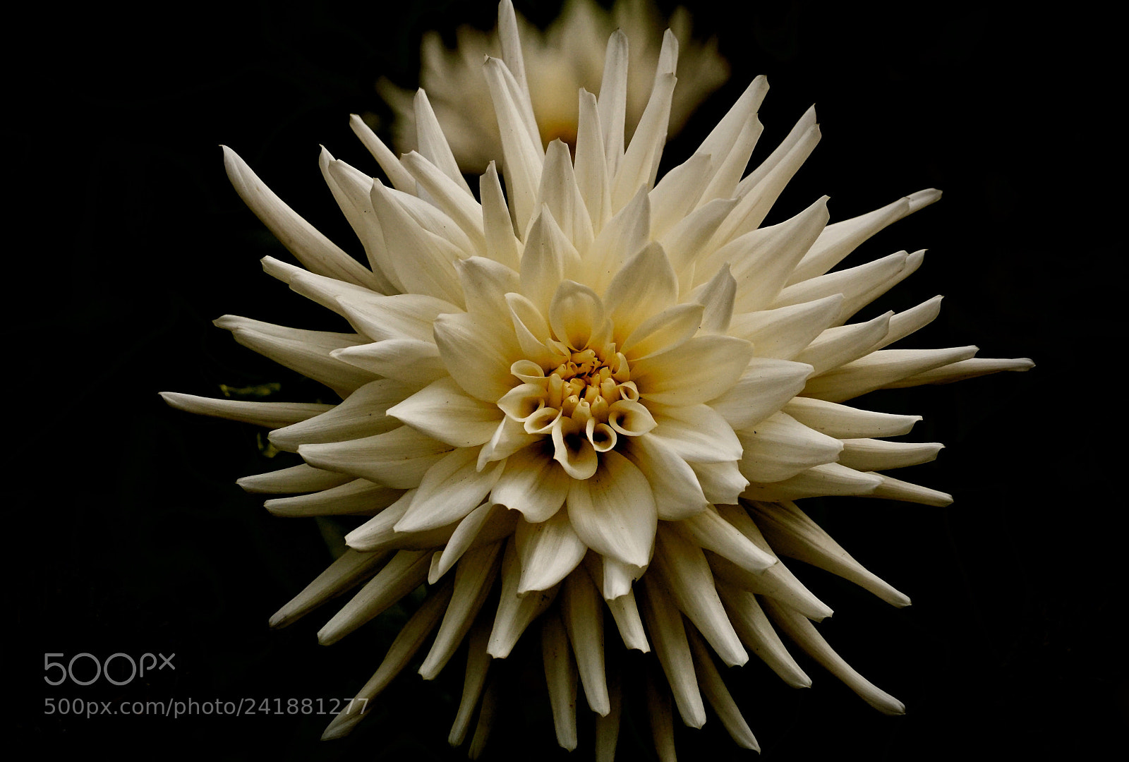 Sony ILCA-77M2 sample photo. Dahlia photography