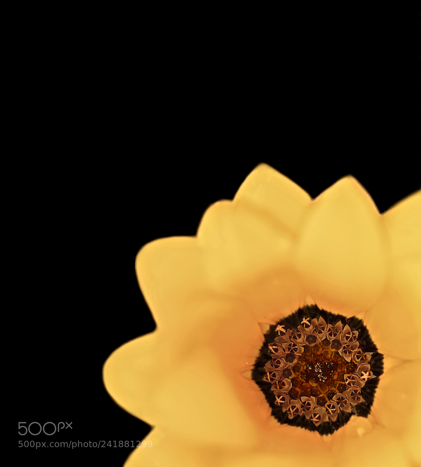 Canon EOS 60D sample photo. Yellow photography