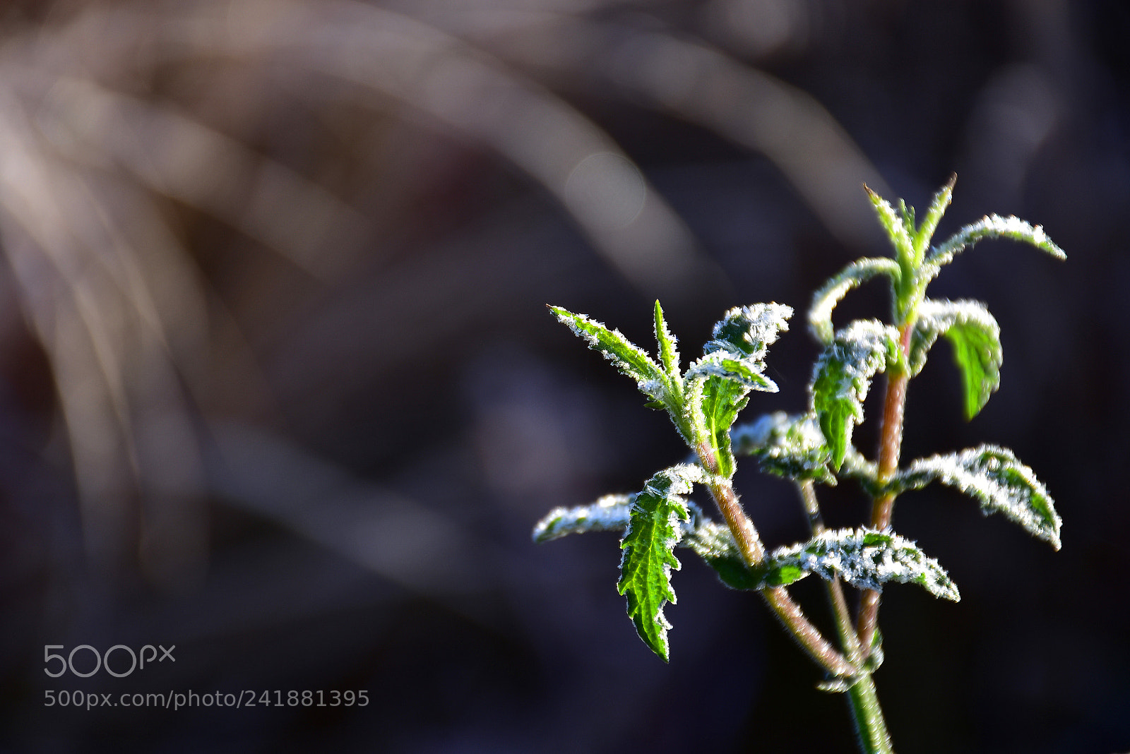 Nikon D7200 sample photo. Green frozen plant photography
