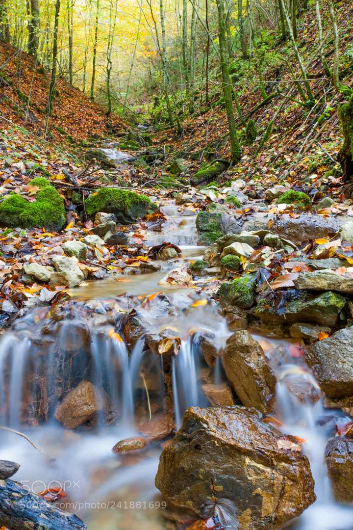 Canon EOS-1Ds Mark III sample photo. Austria forest photography
