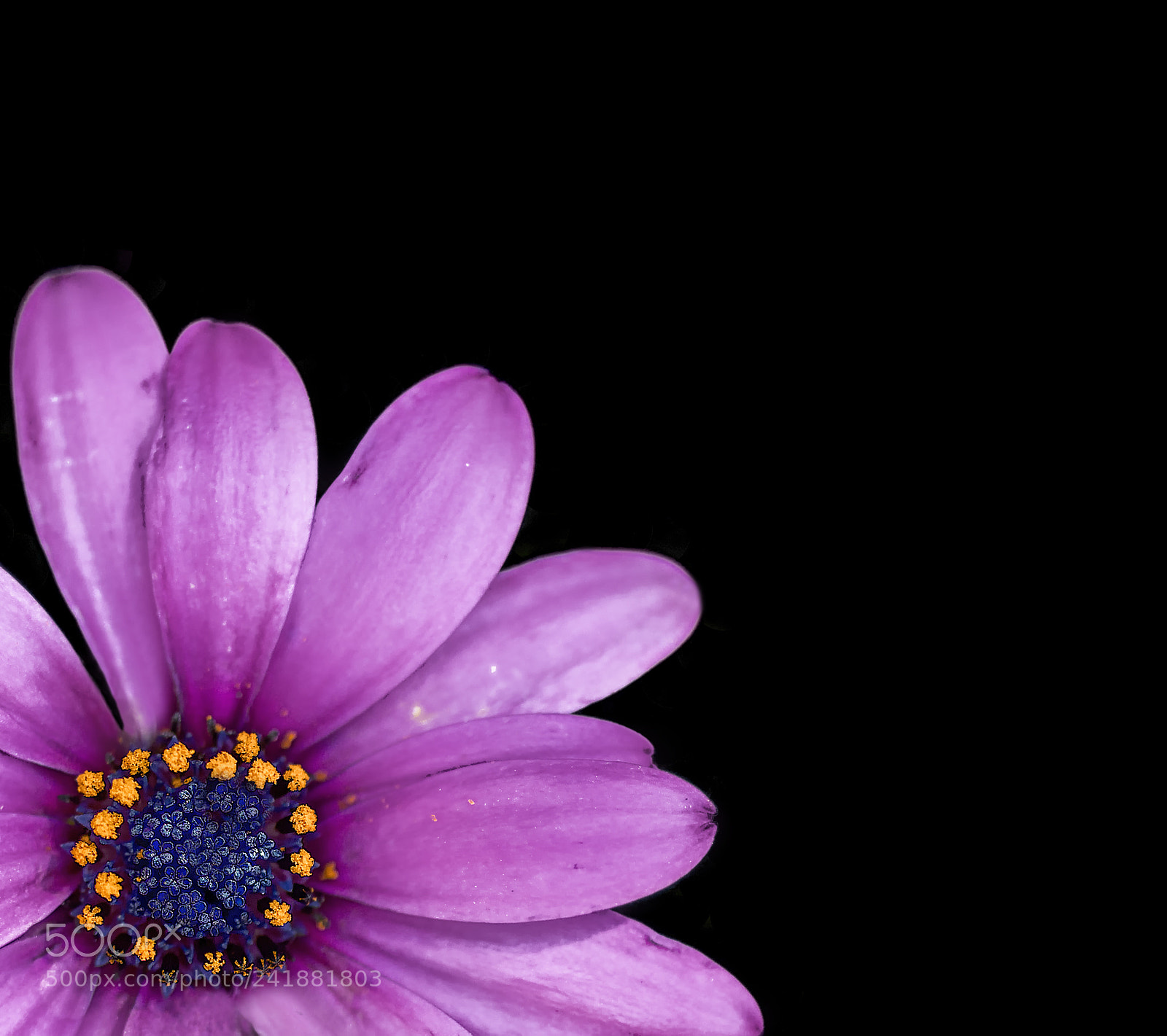 Canon EOS 60D sample photo. Purple photography