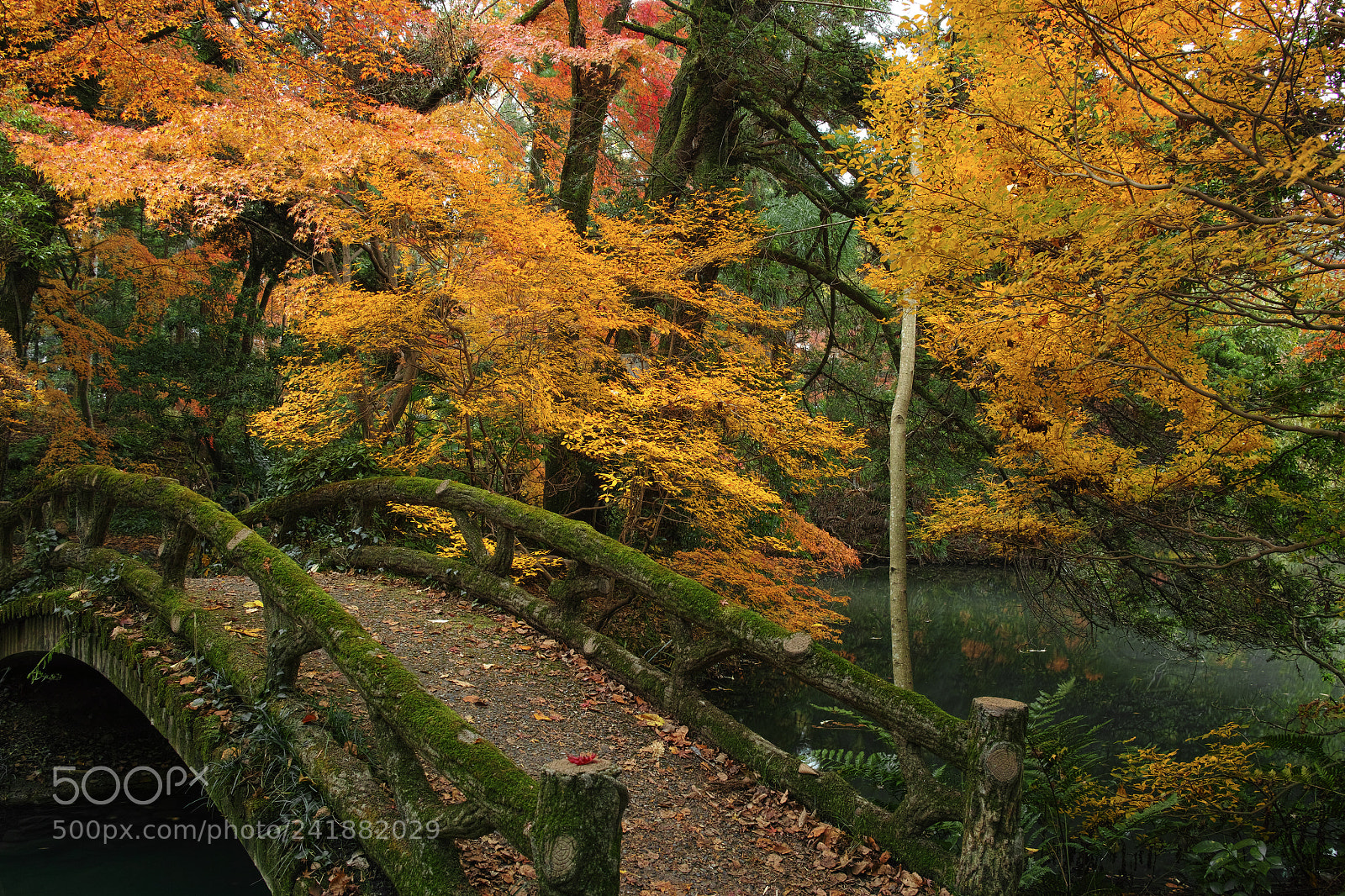 Sigma DP1 Merrill sample photo. Autumn photography