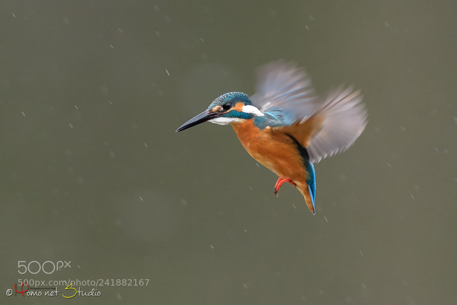 Nikon D500 sample photo. Hovering of the kingfisher photography
