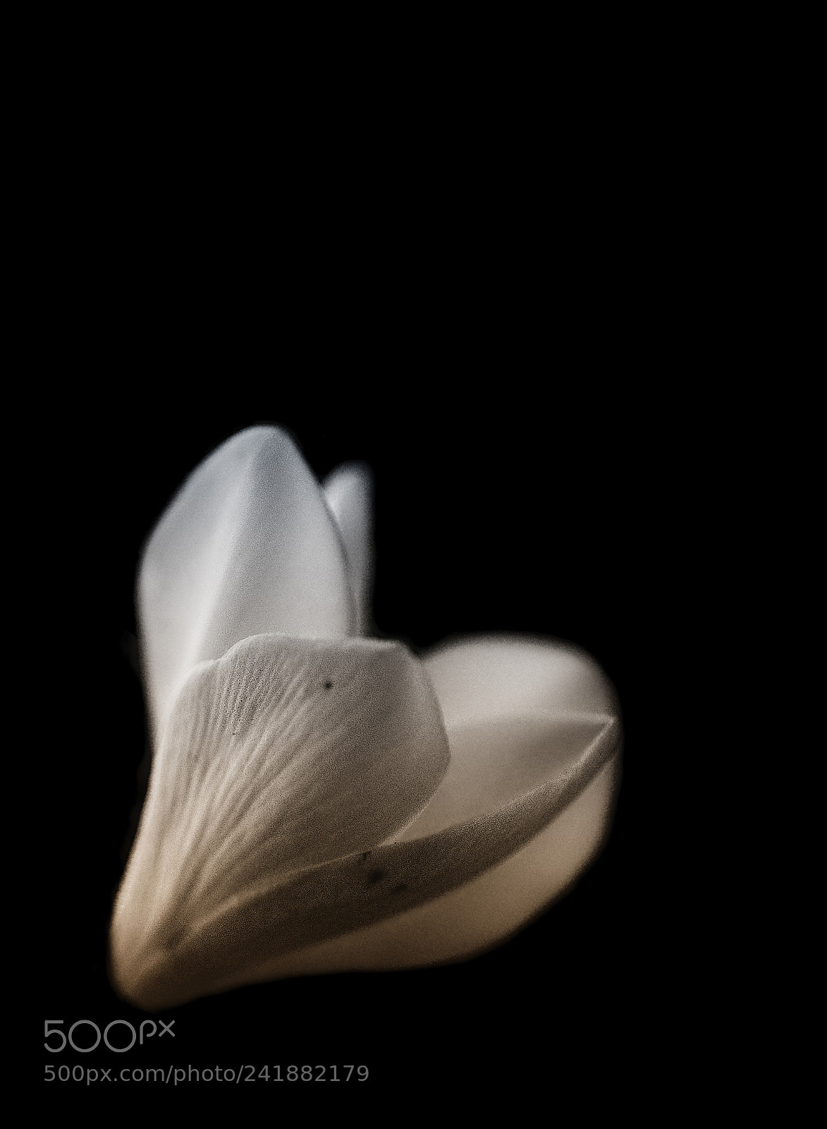 Canon EOS 60D sample photo. Frangipani bud photography