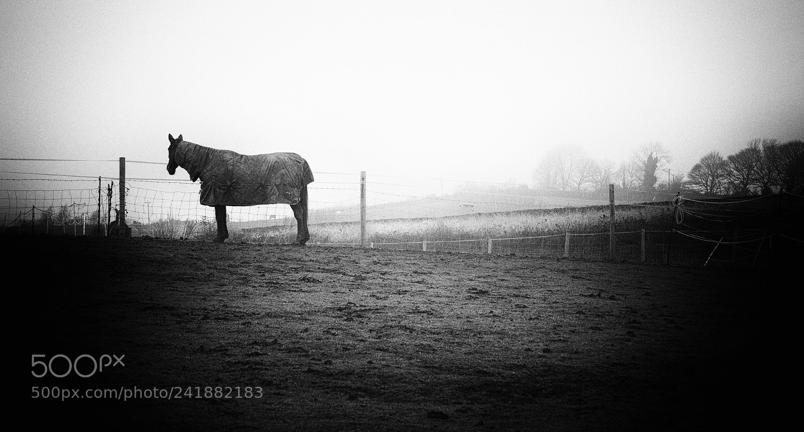 Nikon D800 sample photo. Gypsy horse photography