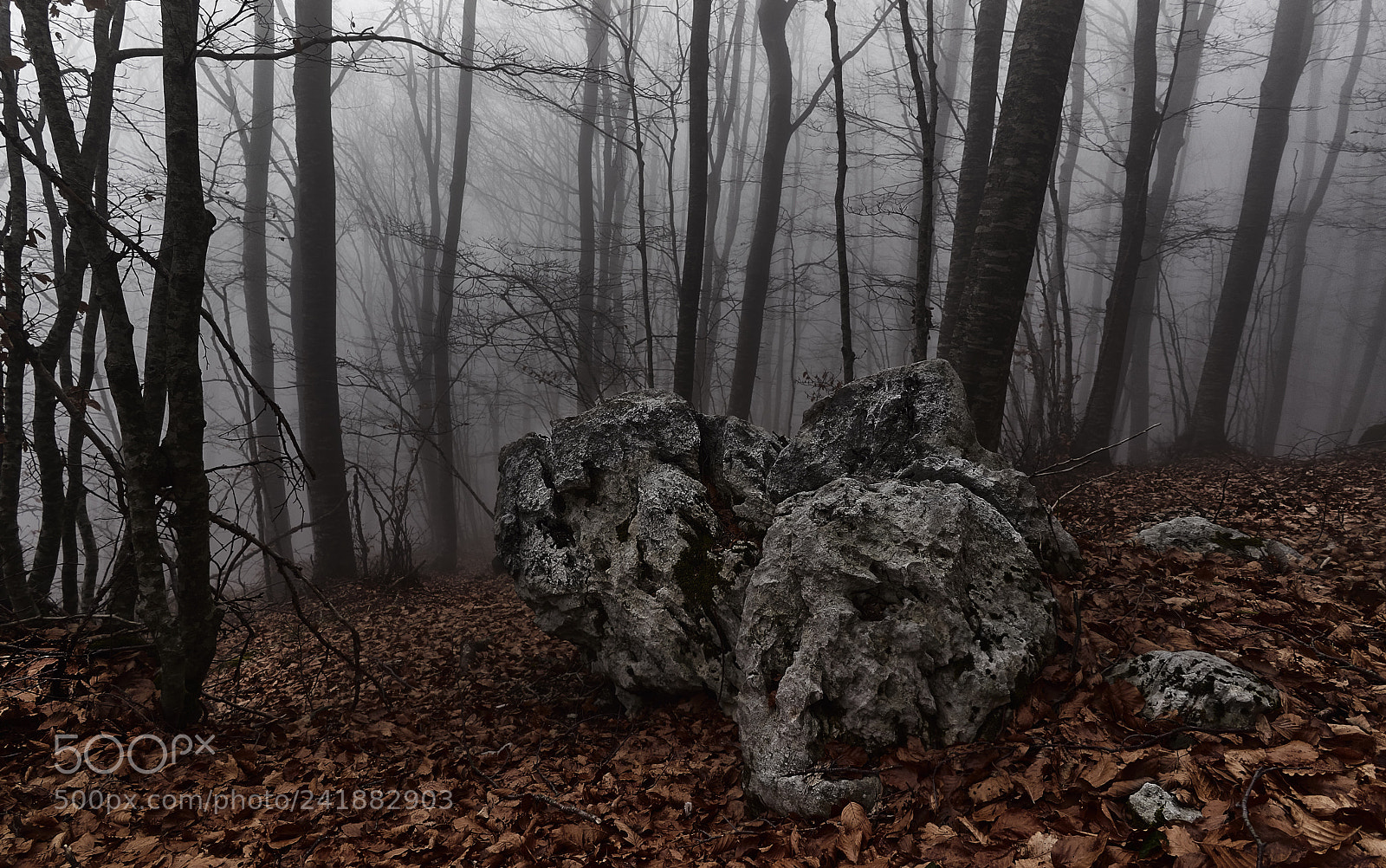 Sony a7R sample photo. Inverno photography