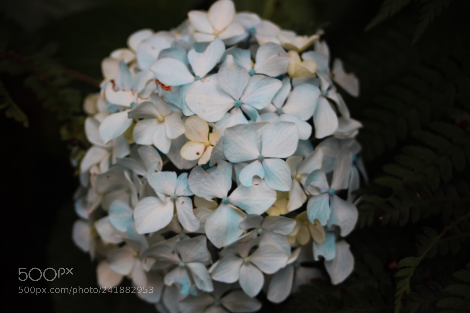 Canon EOS 750D (EOS Rebel T6i / EOS Kiss X8i) sample photo. Untitled photography