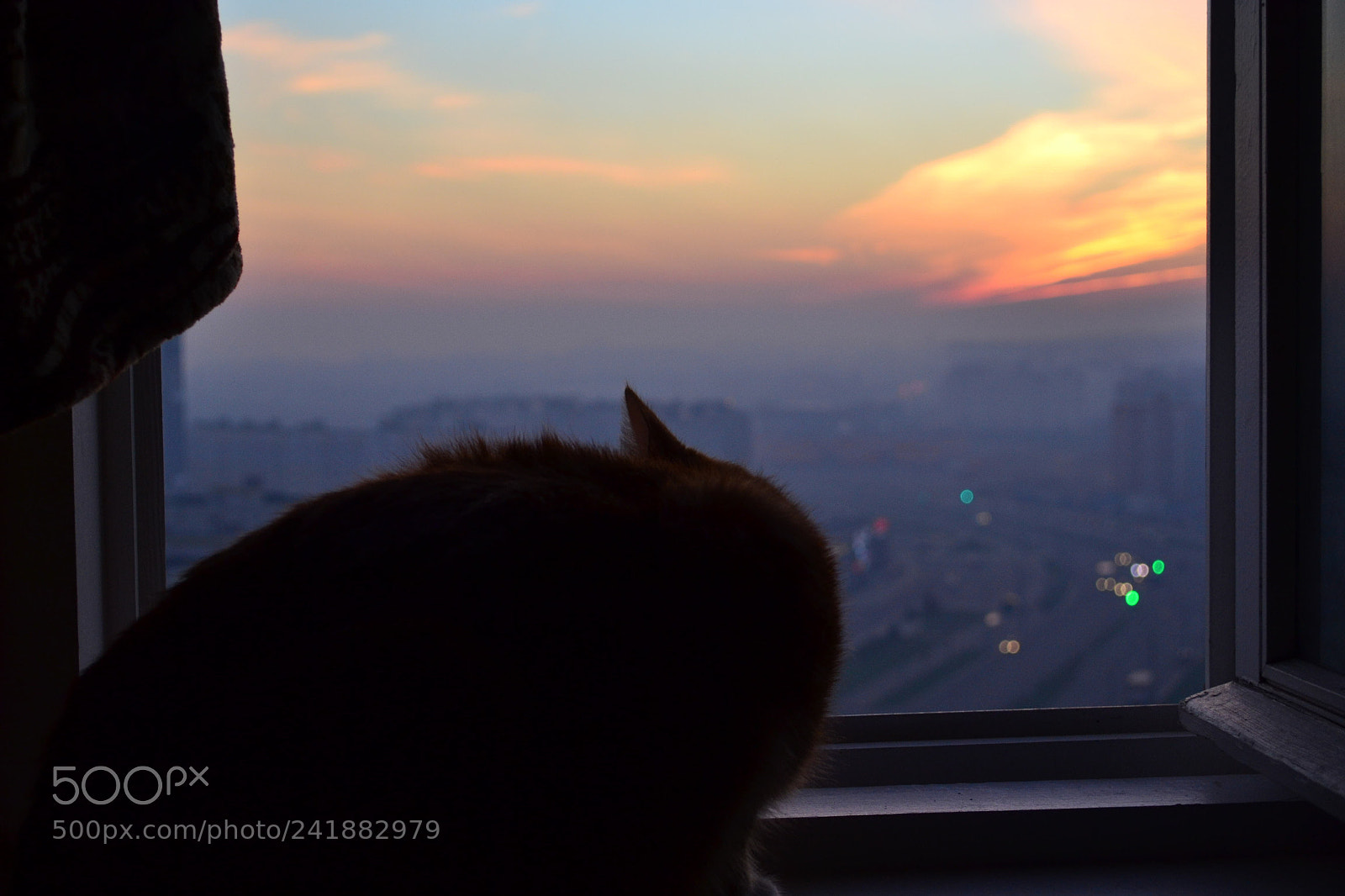 Nikon D3100 sample photo. My cat photography