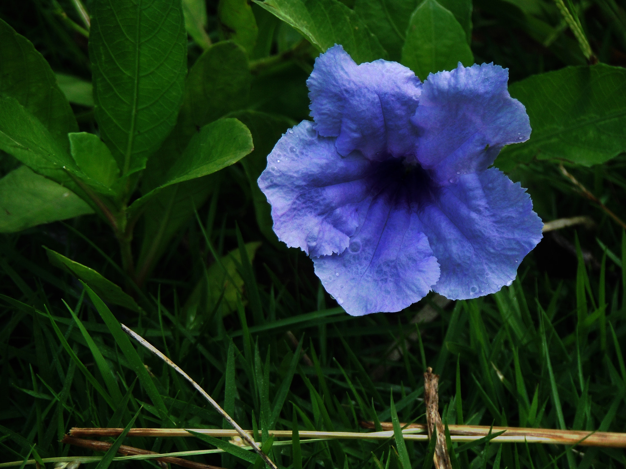 FujiFilm Finepix Z90 (Finepix Z91) sample photo. Purple flower photography