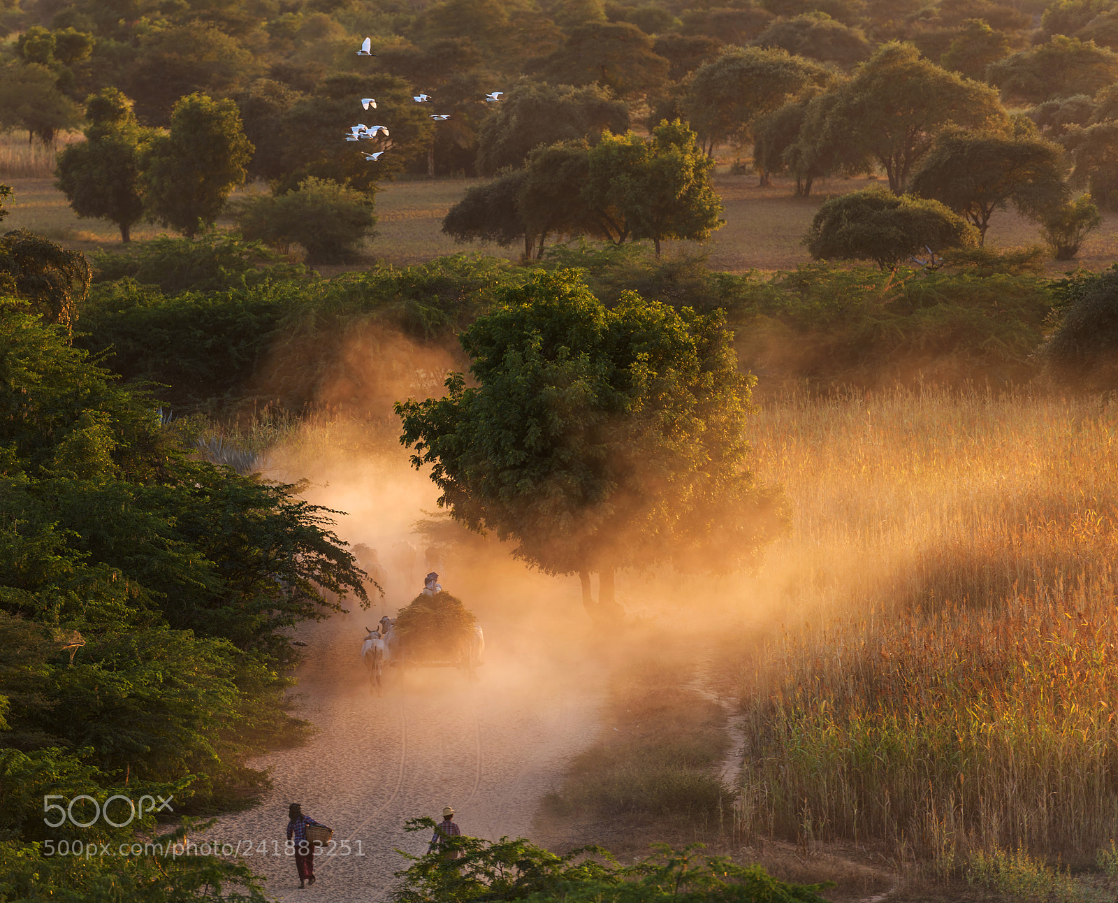 Nikon D800 sample photo. Going home at sunset photography