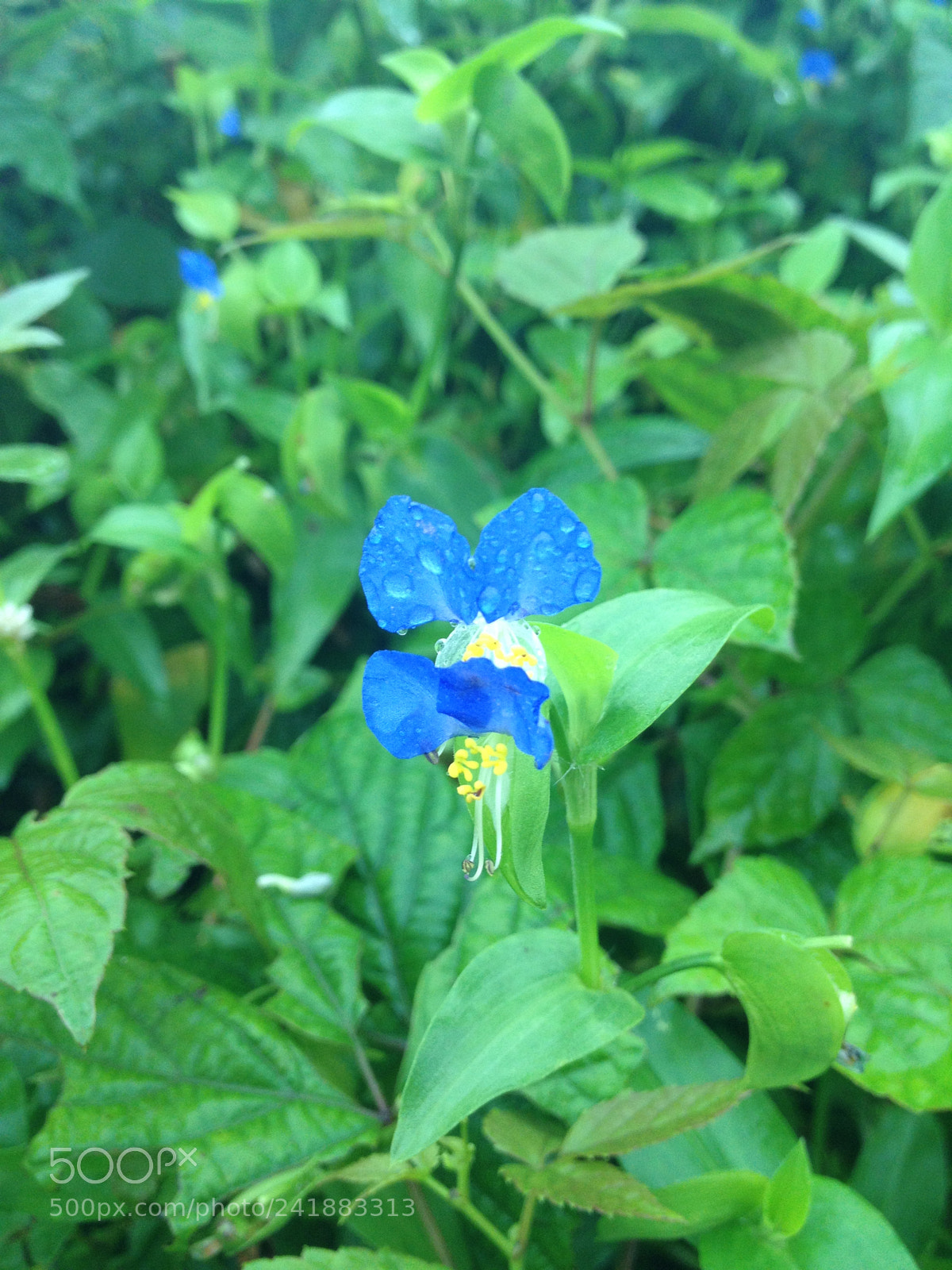 Apple iPhone 4S sample photo. Untitled photography