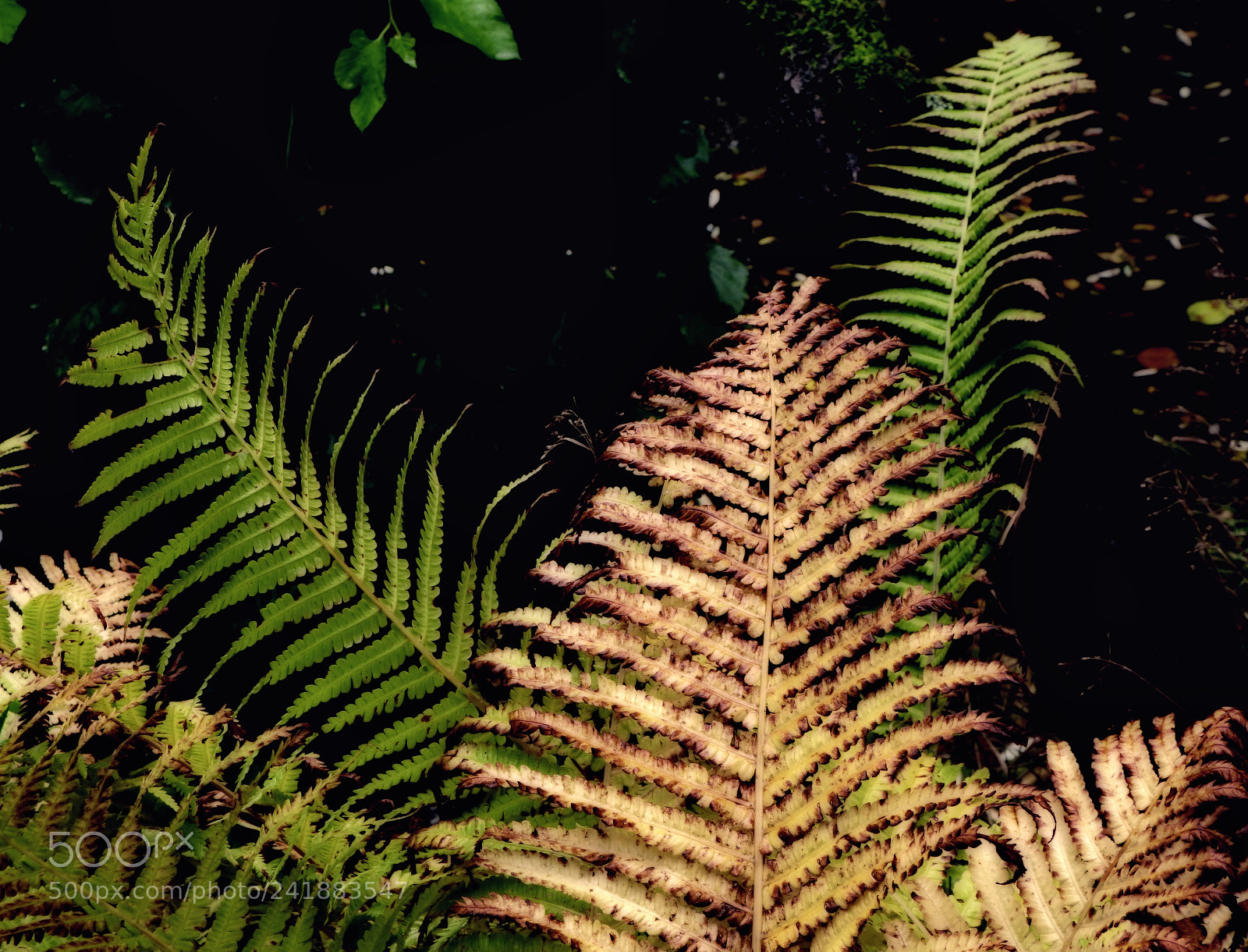 Fujifilm FinePix SL1000 sample photo. Ferns photography