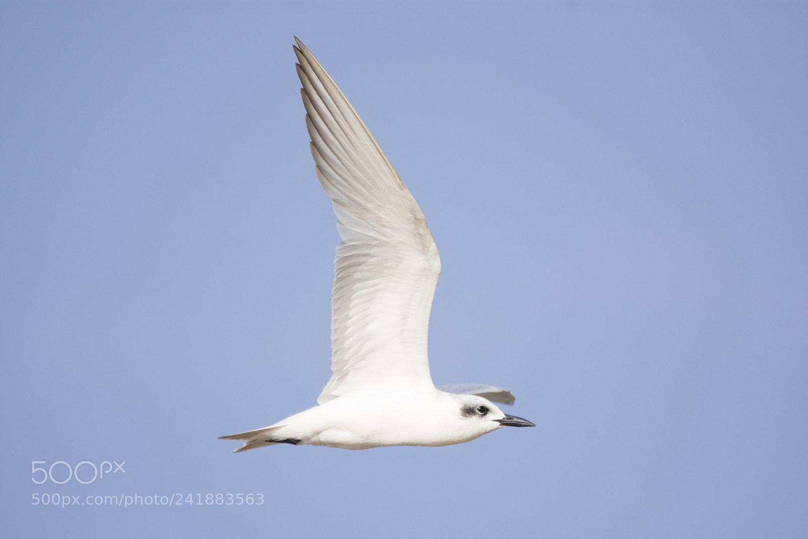 Nikon D7200 sample photo. Gull billed tern (dsc_0973) photography