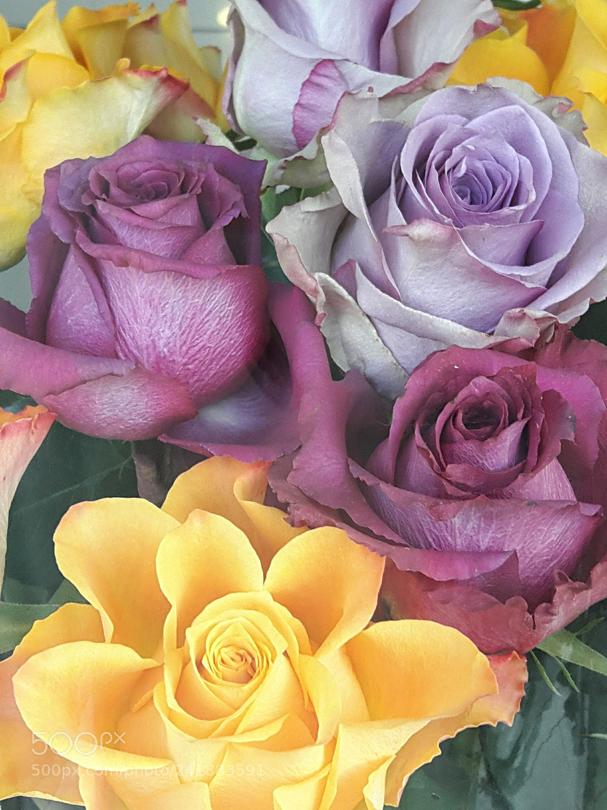 Samsung Galaxy A8 sample photo. Roses.. photography