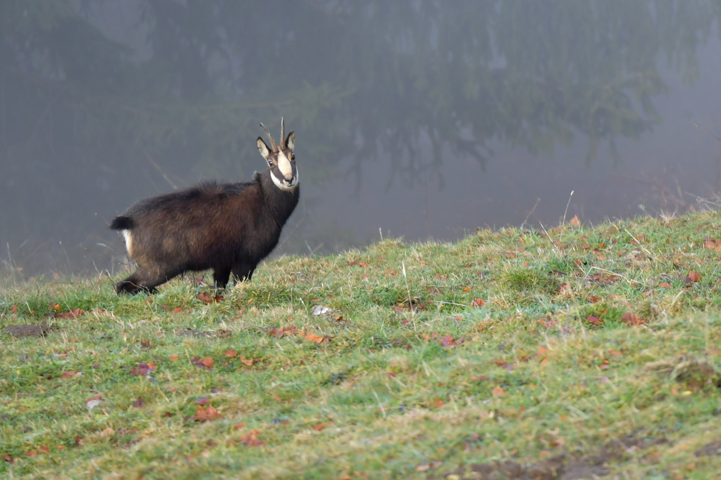 Nikon D5 + Sigma 150-600mm F5-6.3 DG OS HSM | S sample photo. Chamois photography