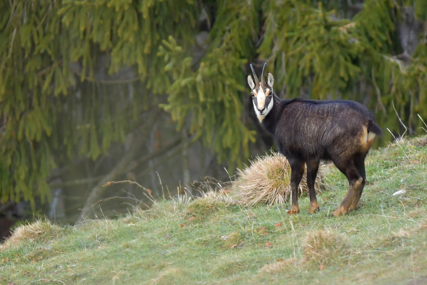 Nikon D5 + Sigma 150-600mm F5-6.3 DG OS HSM | S sample photo. Chamois photography