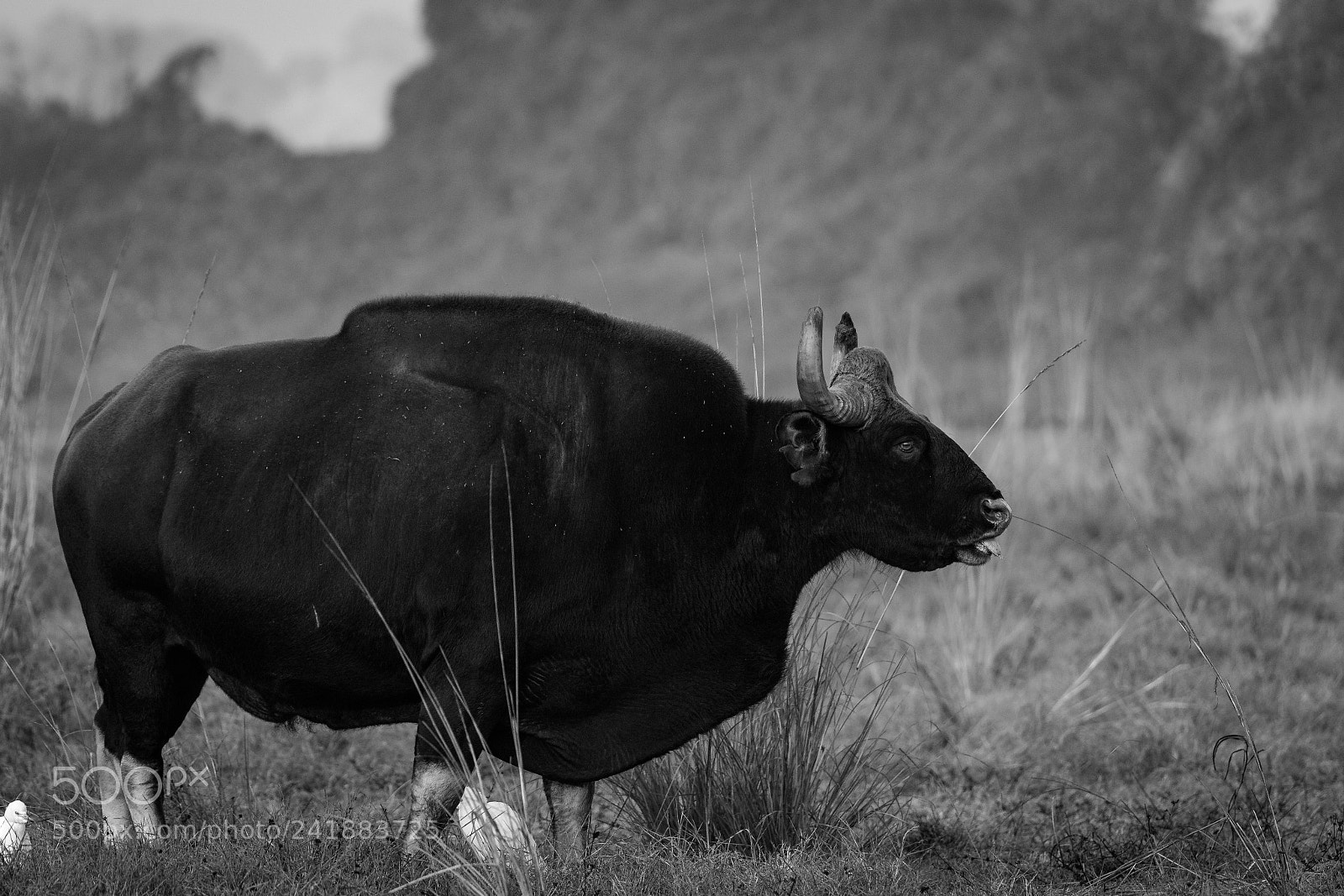 Nikon D5 sample photo. Indian gaur photography