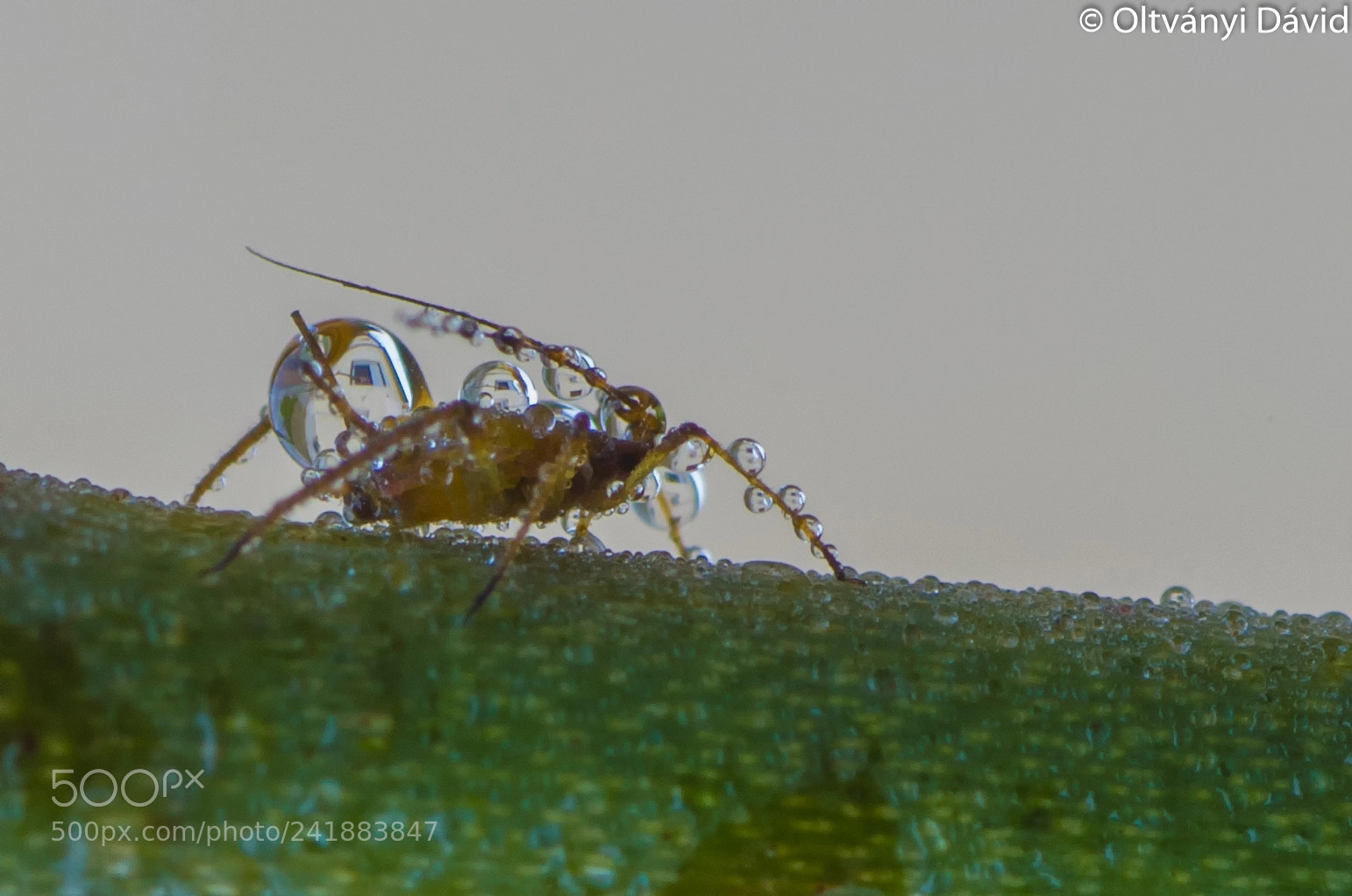 Pentax K-x sample photo. Wet macro photography