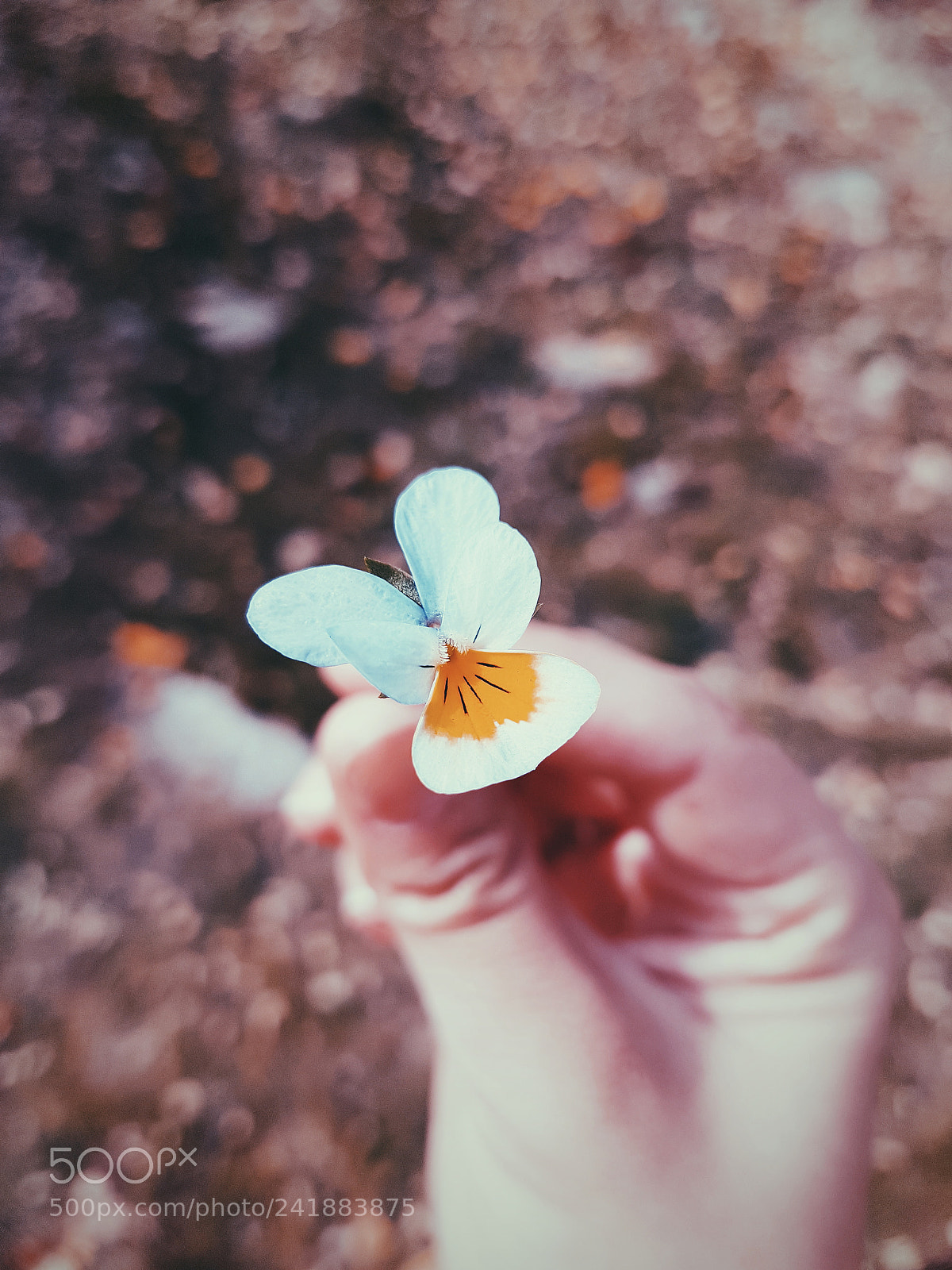 Samsung Galaxy S7 sample photo. Little october photography