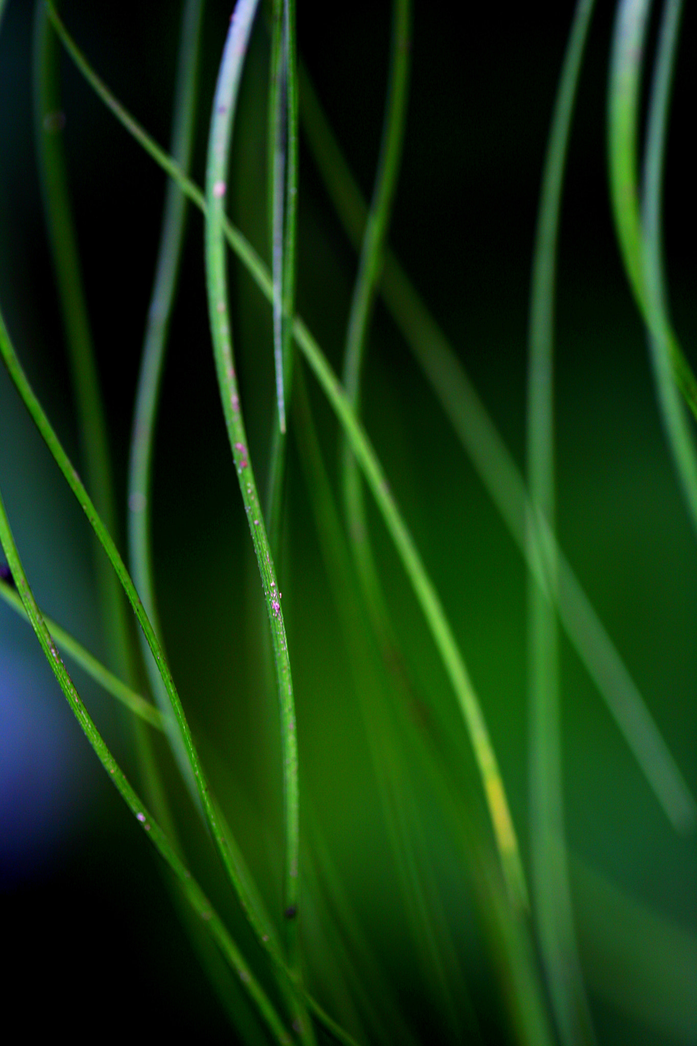 Canon EOS 5D + Canon EF 100mm F2.8L Macro IS USM sample photo. Soft grass photography
