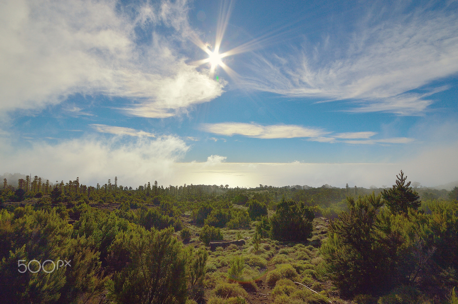 Nikon D3200 + Sigma 10-20mm F4-5.6 EX DC HSM sample photo. Mist between bushes photography